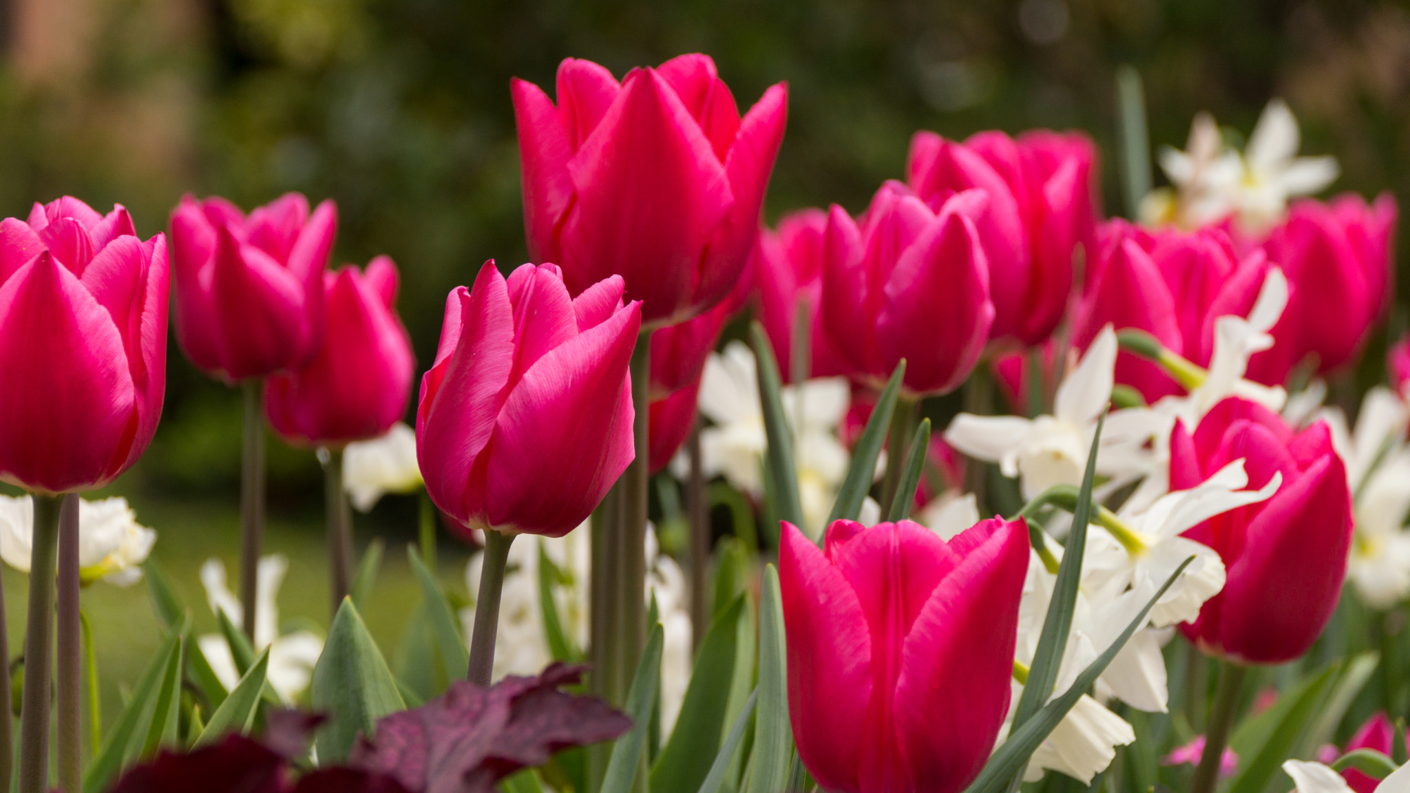 Sony SLT-A65 (SLT-A65V) sample photo. Tulips in alsace photography