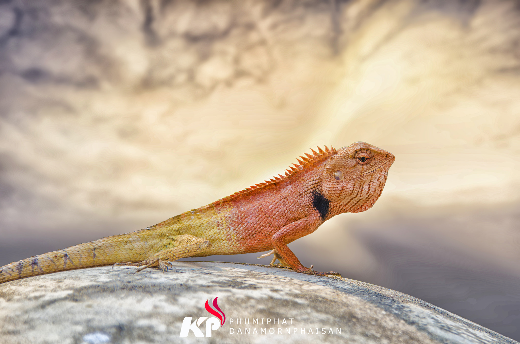Sigma 18-200mm F3.5-6.3 DC OS HSM sample photo. Chameleon reptile photography
