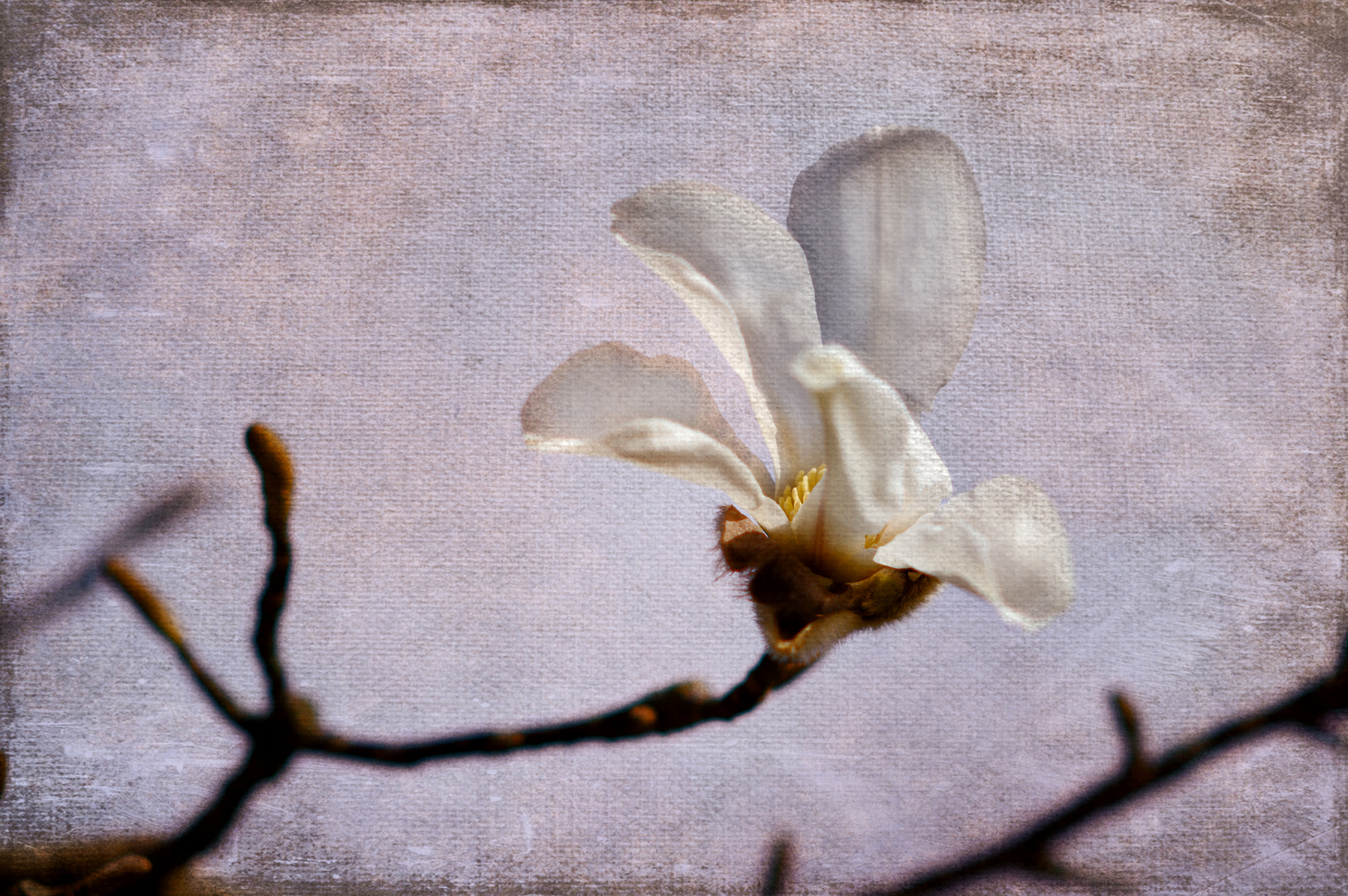 Nikon D5100 + AF DC-Nikkor 135mm f/2D sample photo. For you photography