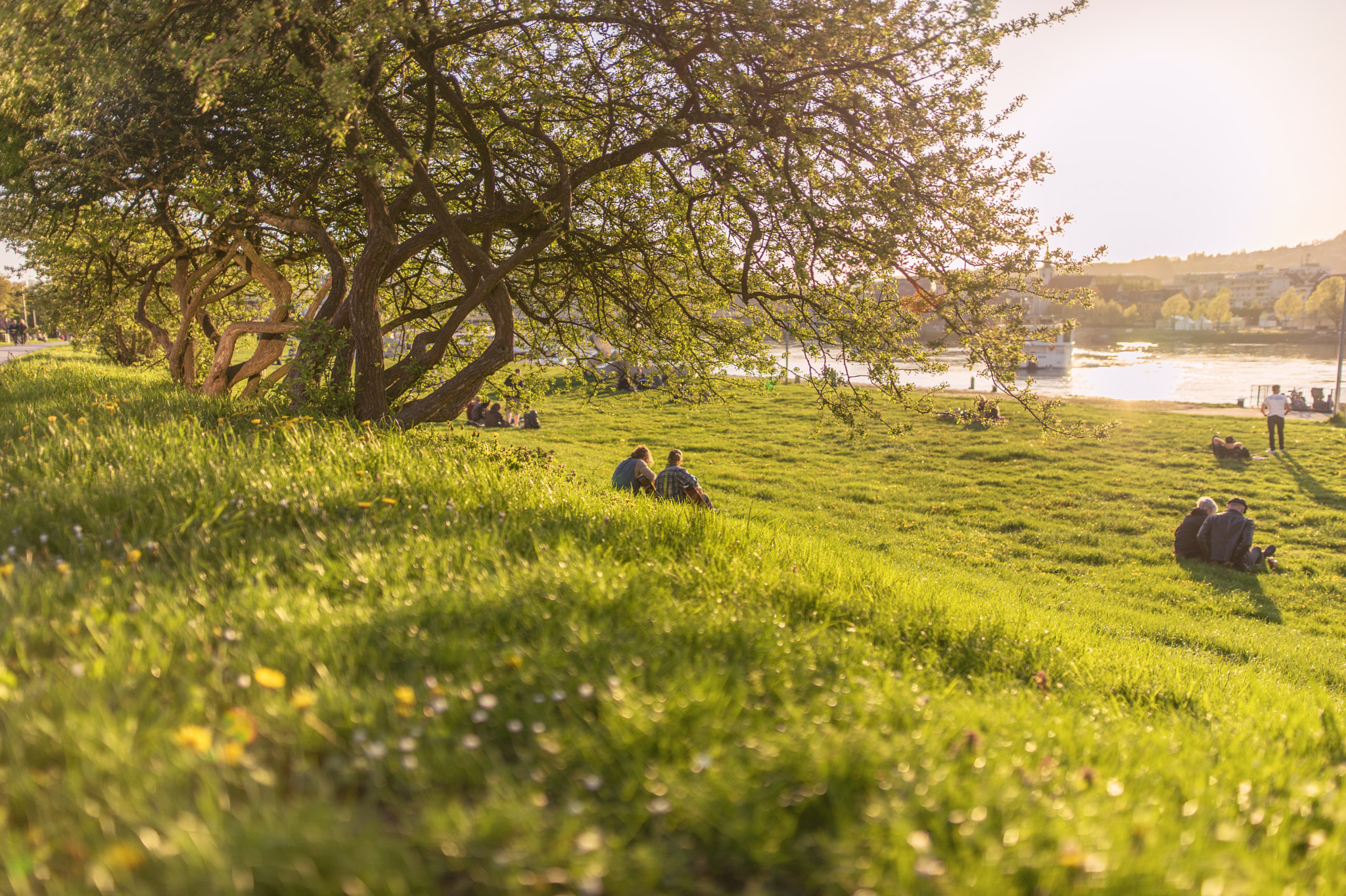 Sony a7 II + Sigma 24mm F1.4 DG HSM Art sample photo. Spring meadow photography