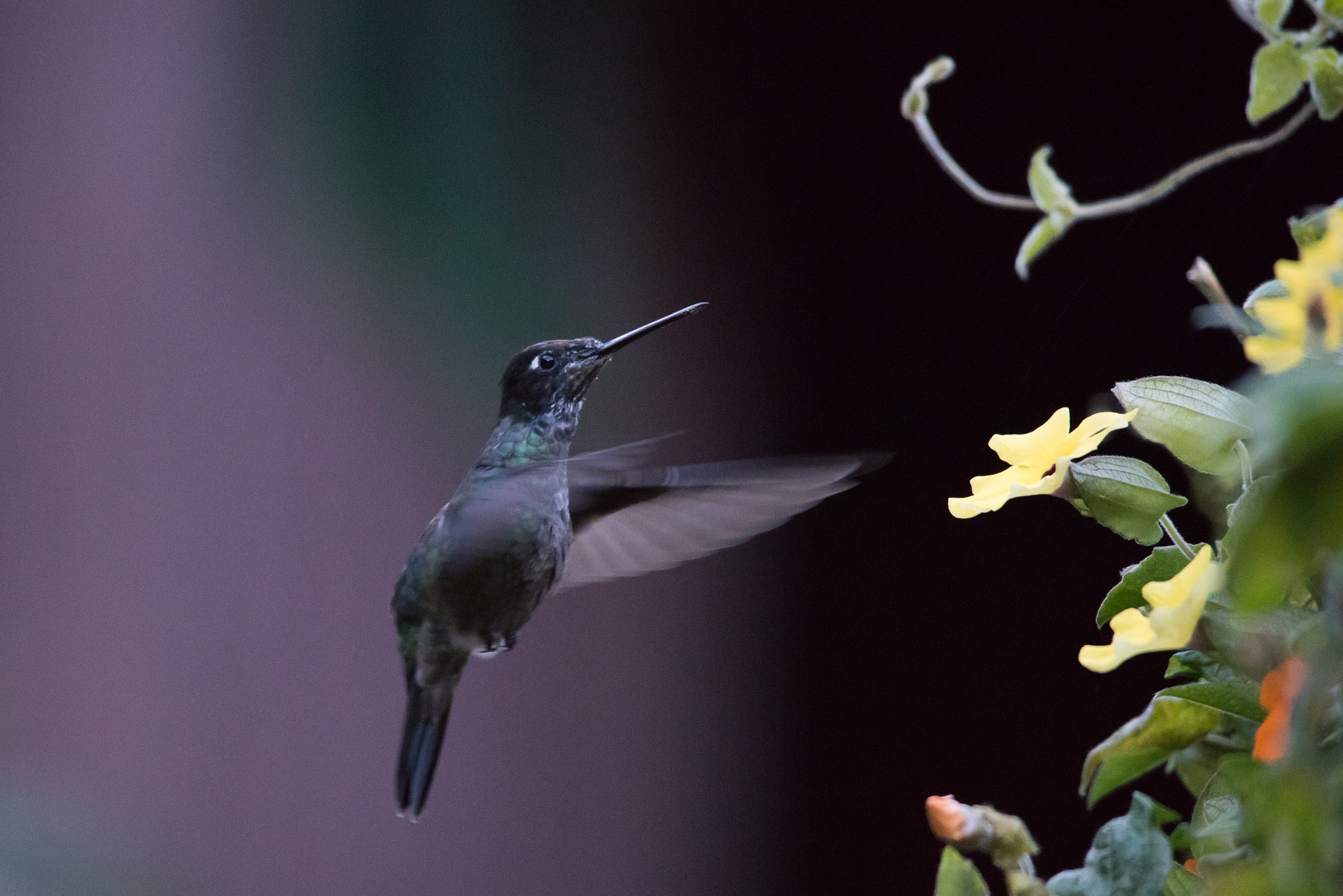 Sigma 150-500mm F5-6.3 DG OS HSM sample photo. Colibri having dinner photography