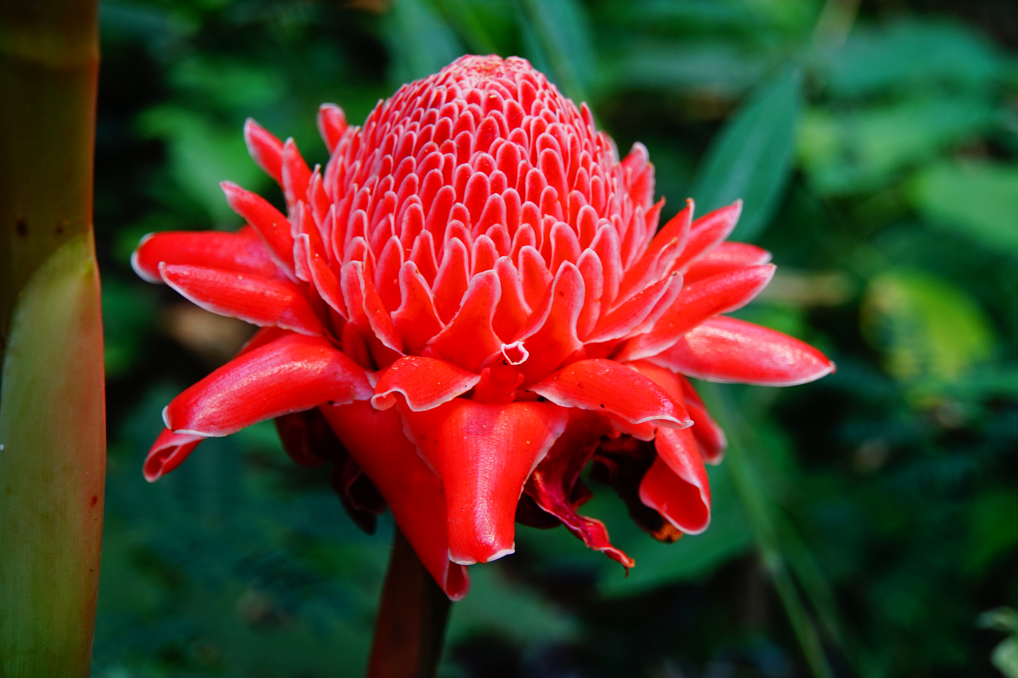 Sony FE 28-70mm F3.5-5.6 OSS sample photo. A red flower photography