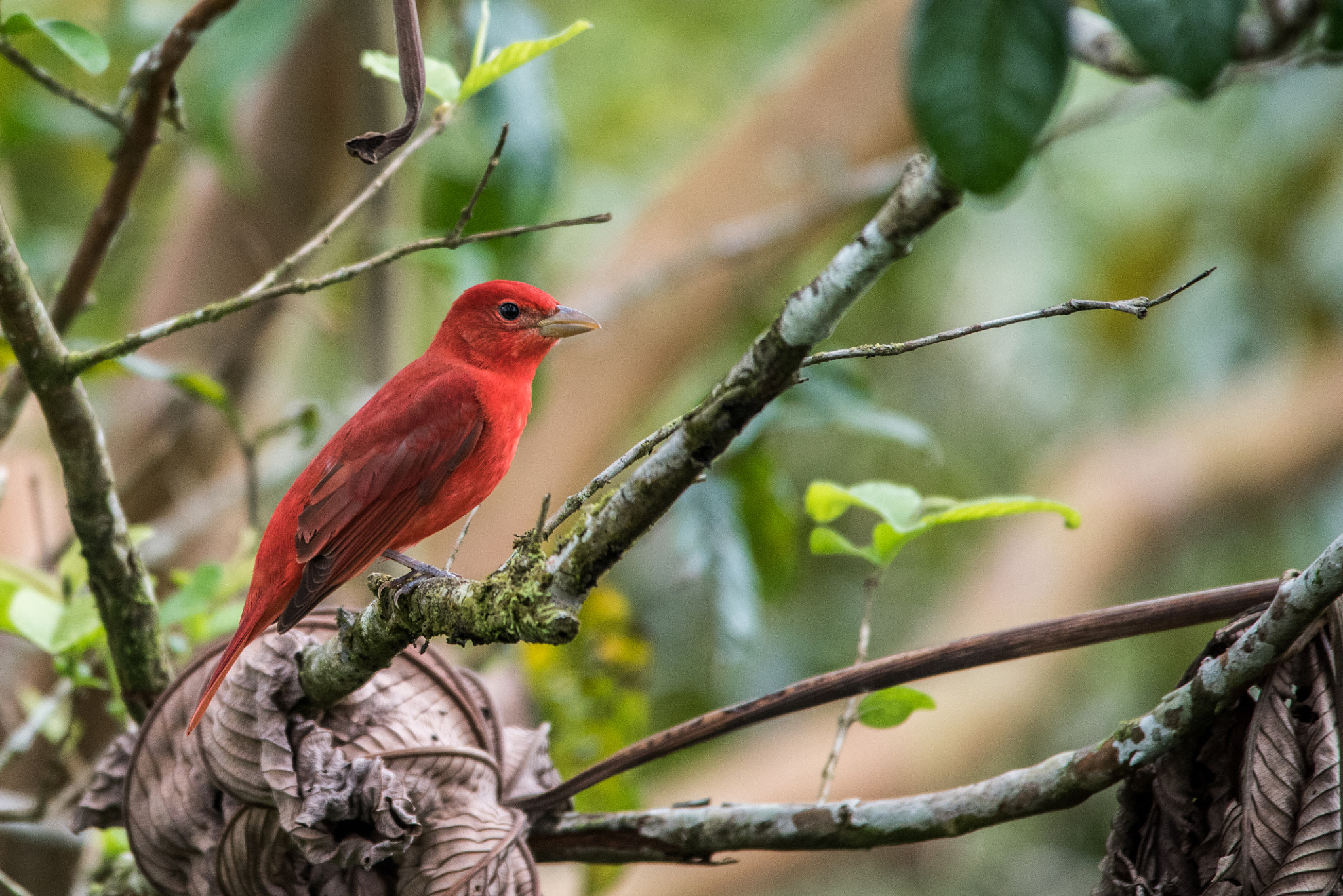 Sigma 150-500mm F5-6.3 DG OS HSM sample photo. Summer tanager photography