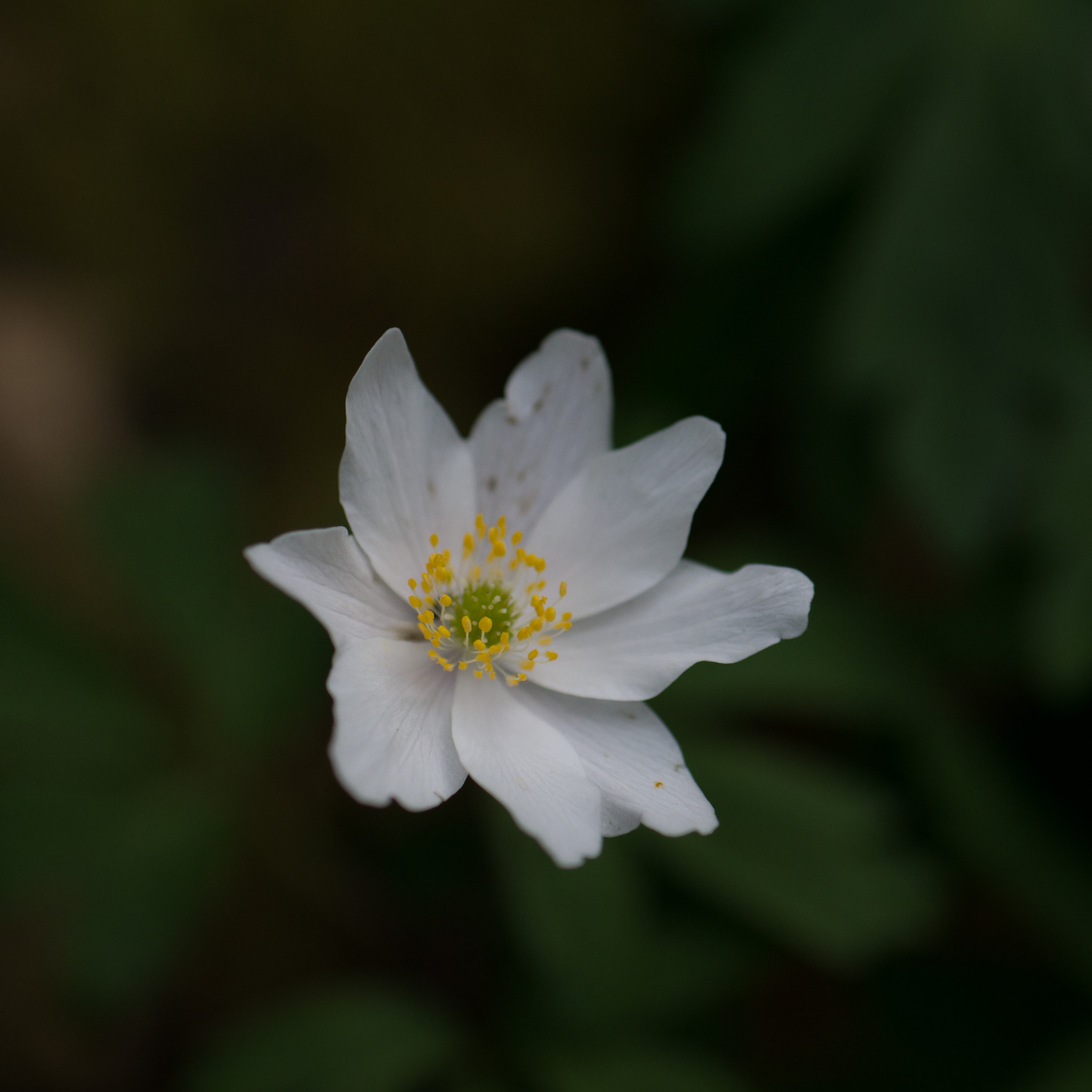 Panasonic Lumix G 42.5mm F1.7 ASPH Power OIS sample photo. White photography