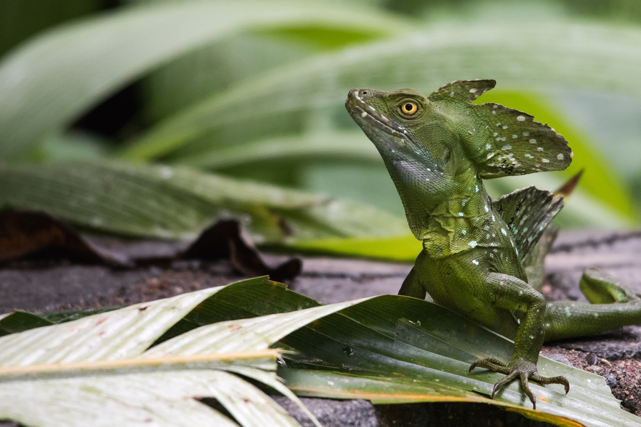Sigma 150-500mm F5-6.3 DG OS HSM sample photo. Emerald basilisk photography