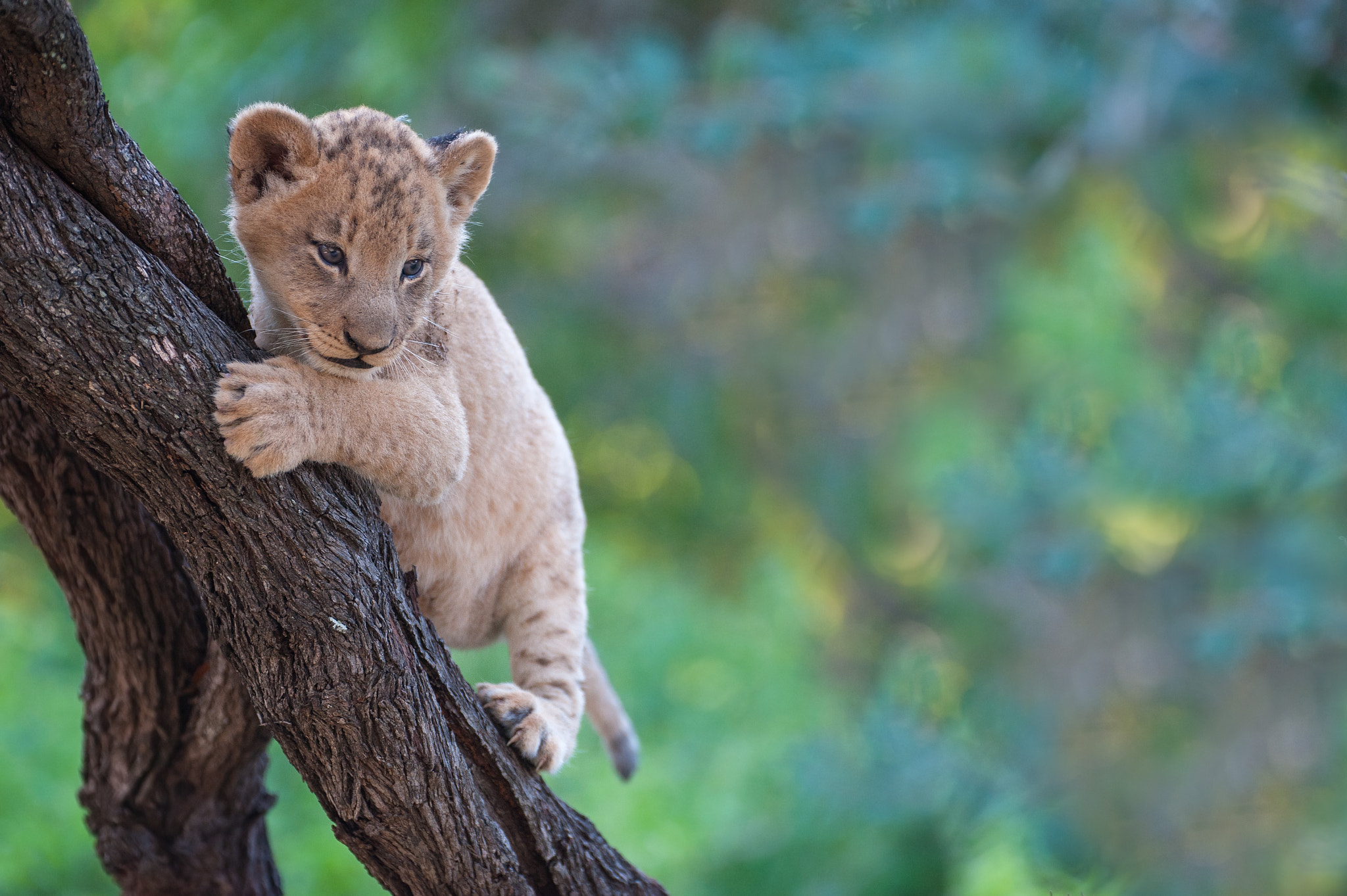 Nikon D3 sample photo. Perched lion cub photography