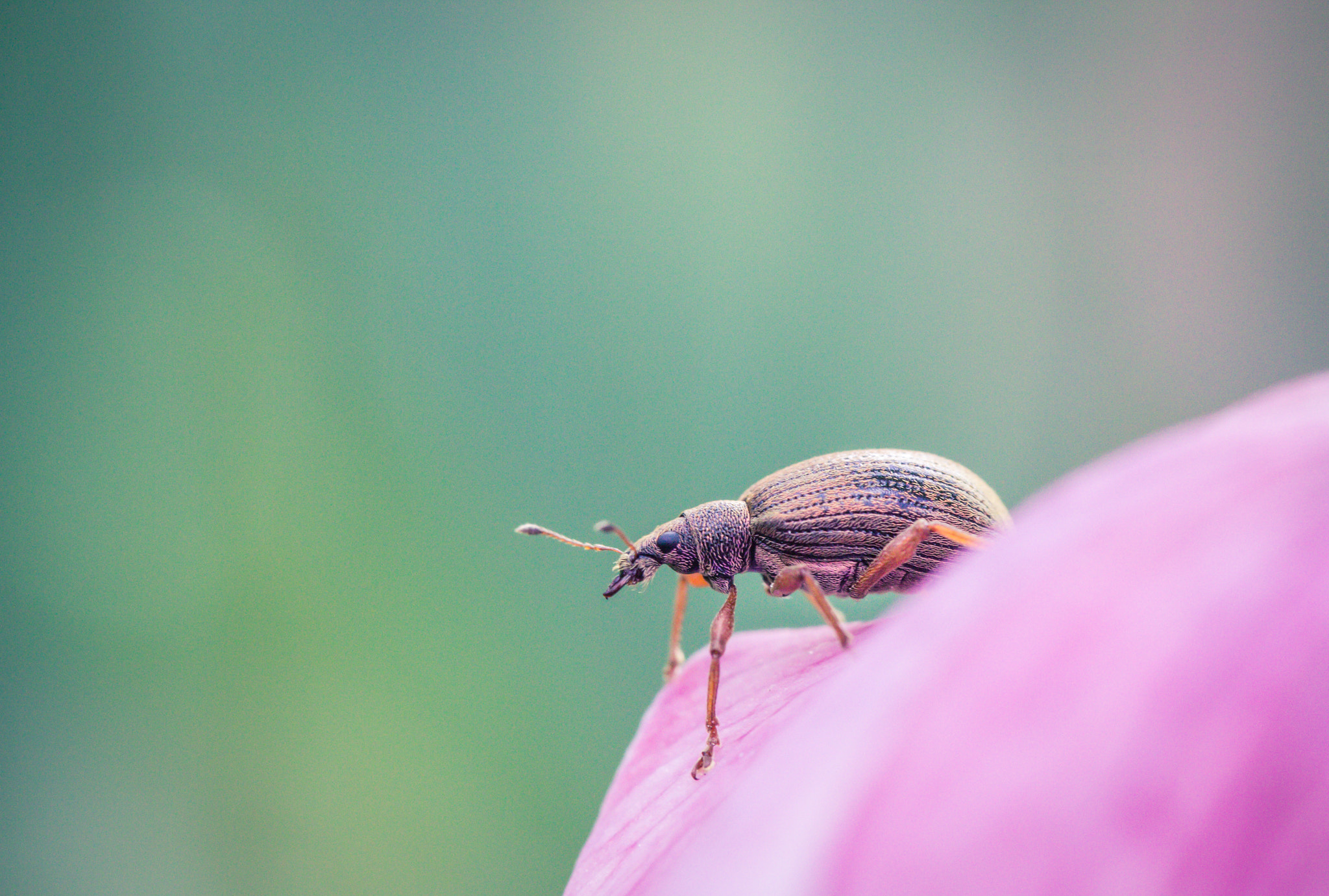 Canon EOS 600D (Rebel EOS T3i / EOS Kiss X5) + Tamron SP AF 60mm F2 Di II LD IF Macro sample photo. Sitting on a petal photography