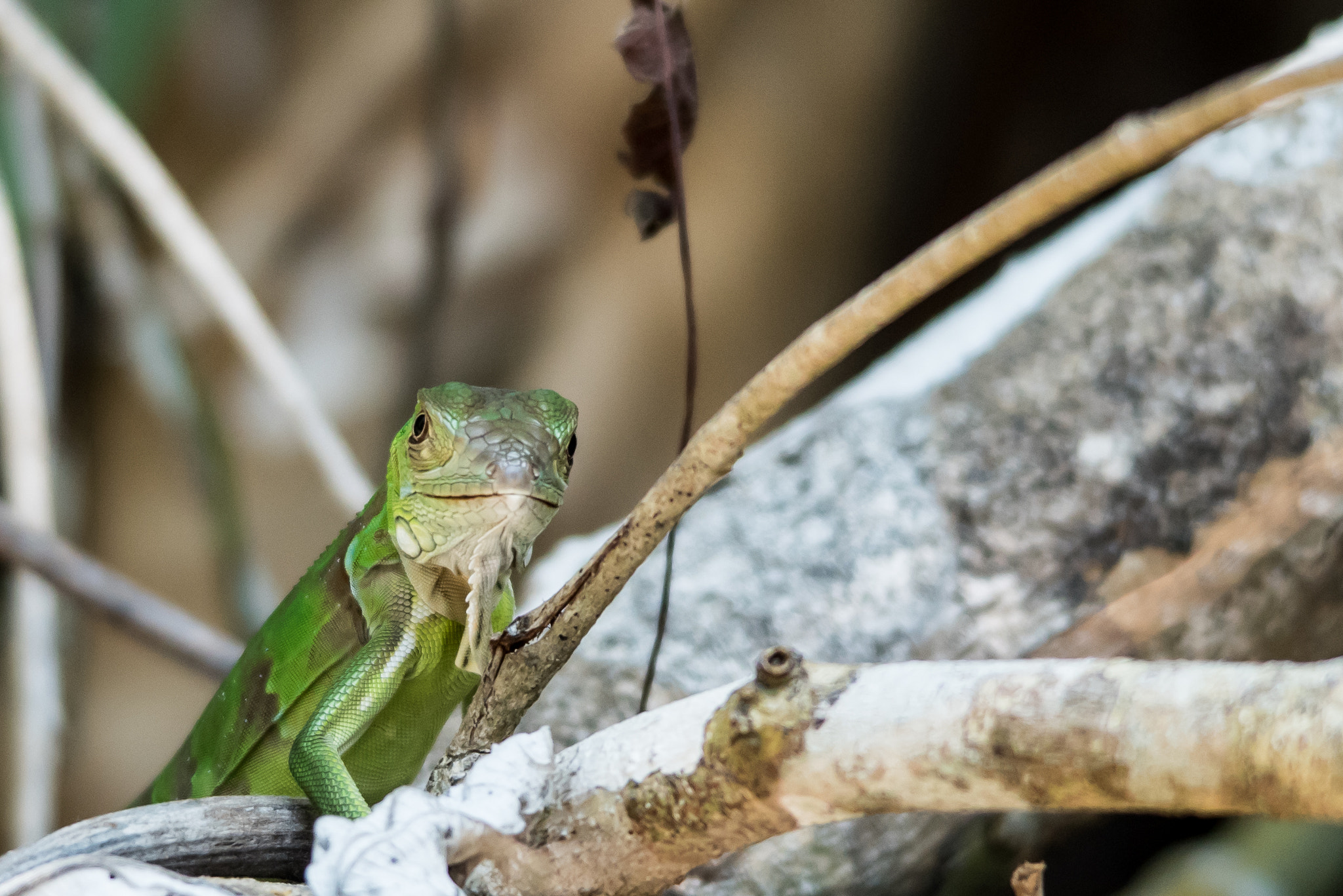 Sigma 150-500mm F5-6.3 DG OS HSM sample photo. Costa rican lizard photography