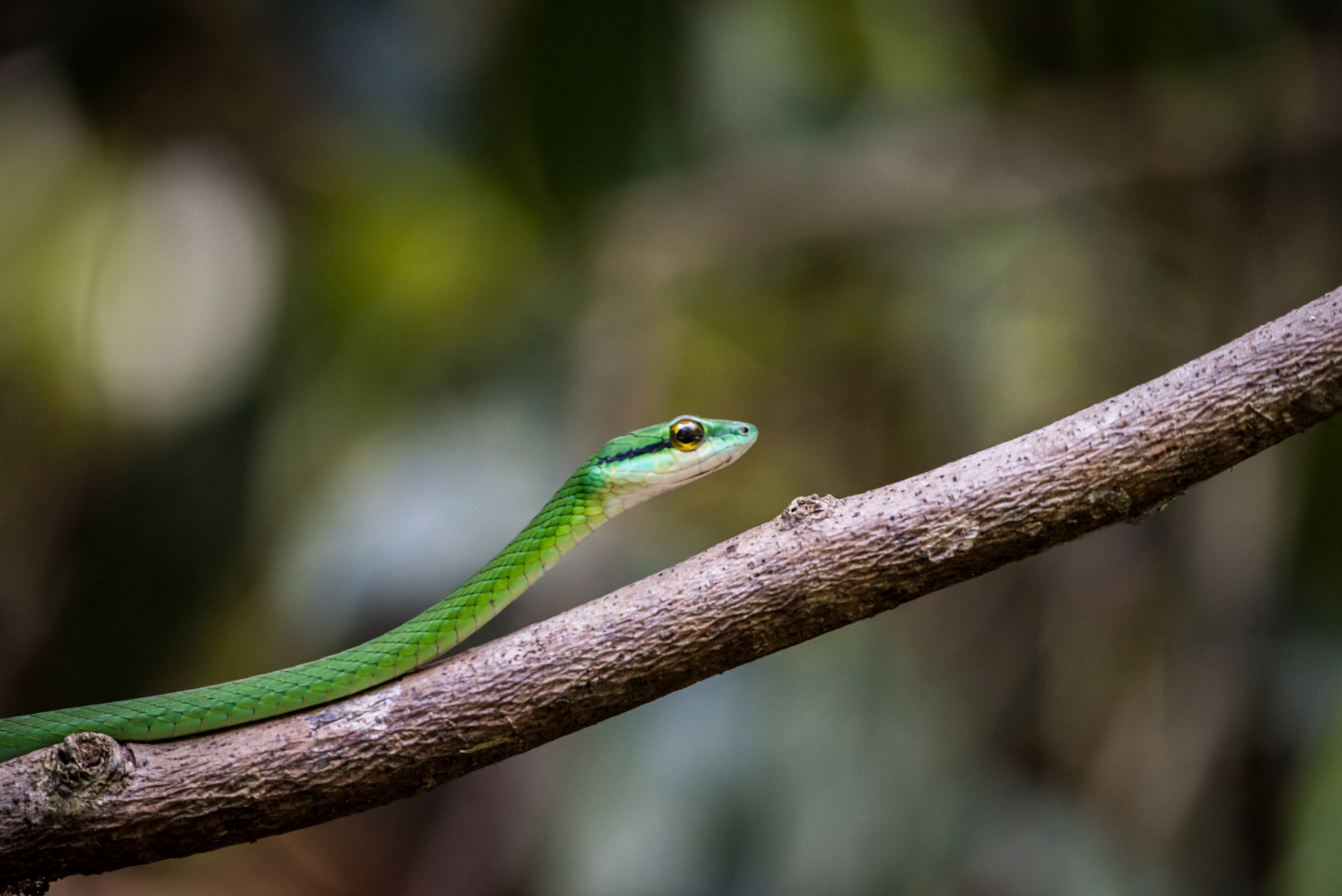Sigma 150-500mm F5-6.3 DG OS HSM sample photo. Green vine snake photography