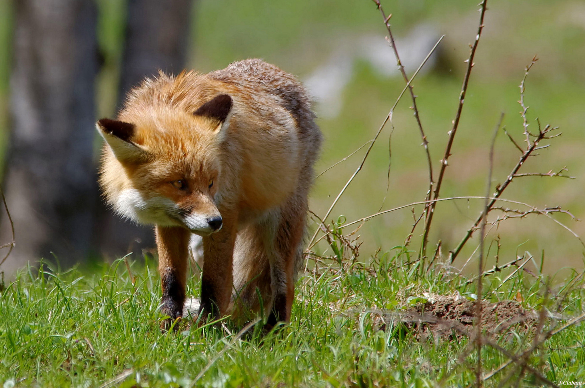 Pentax K-5 + Sigma 150-500mm F5-6.3 DG OS HSM sample photo. Renard photography