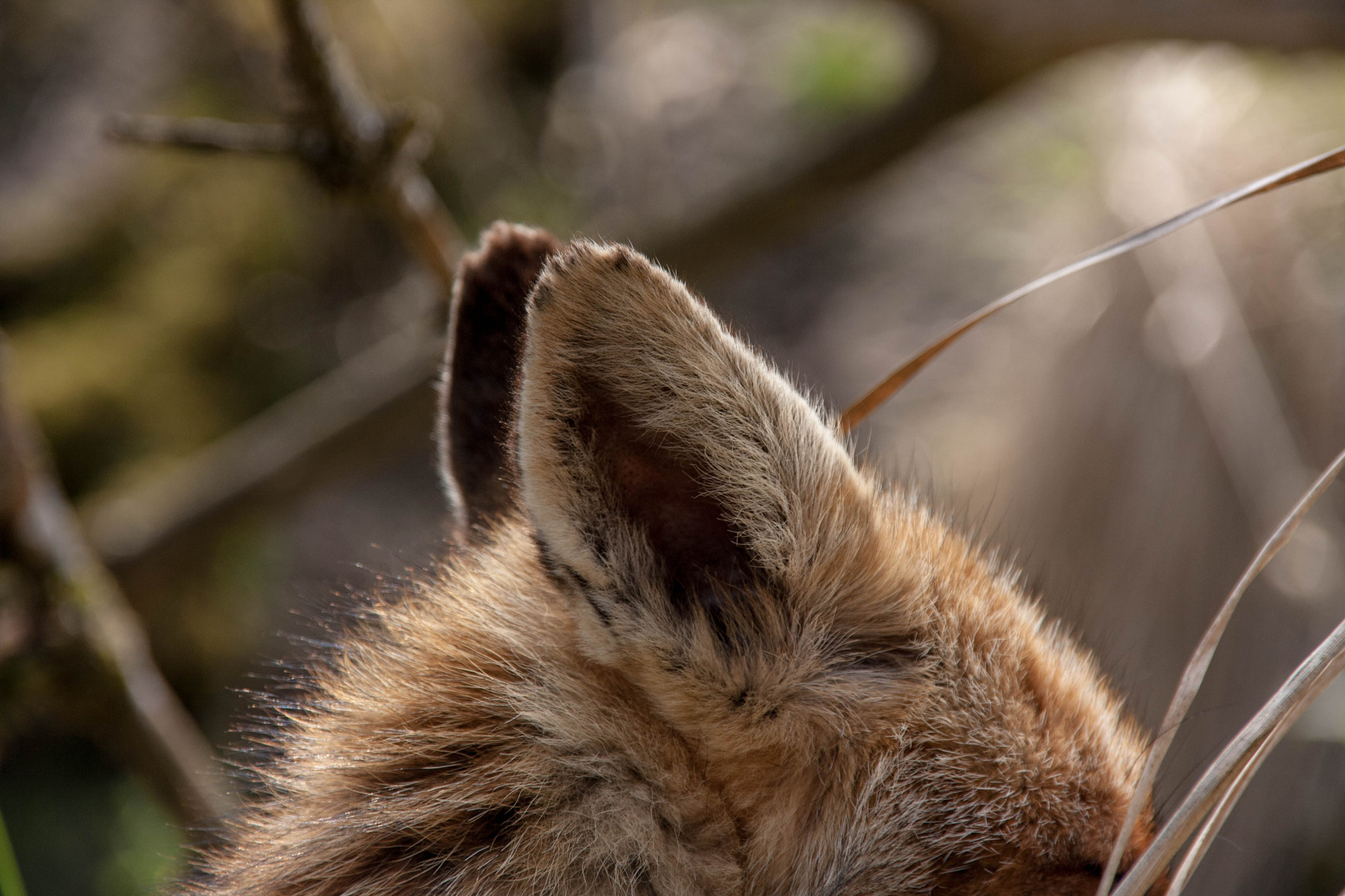 Sigma 18-200mm f/3.5-6.3 DC OS sample photo. Foxy ears photography