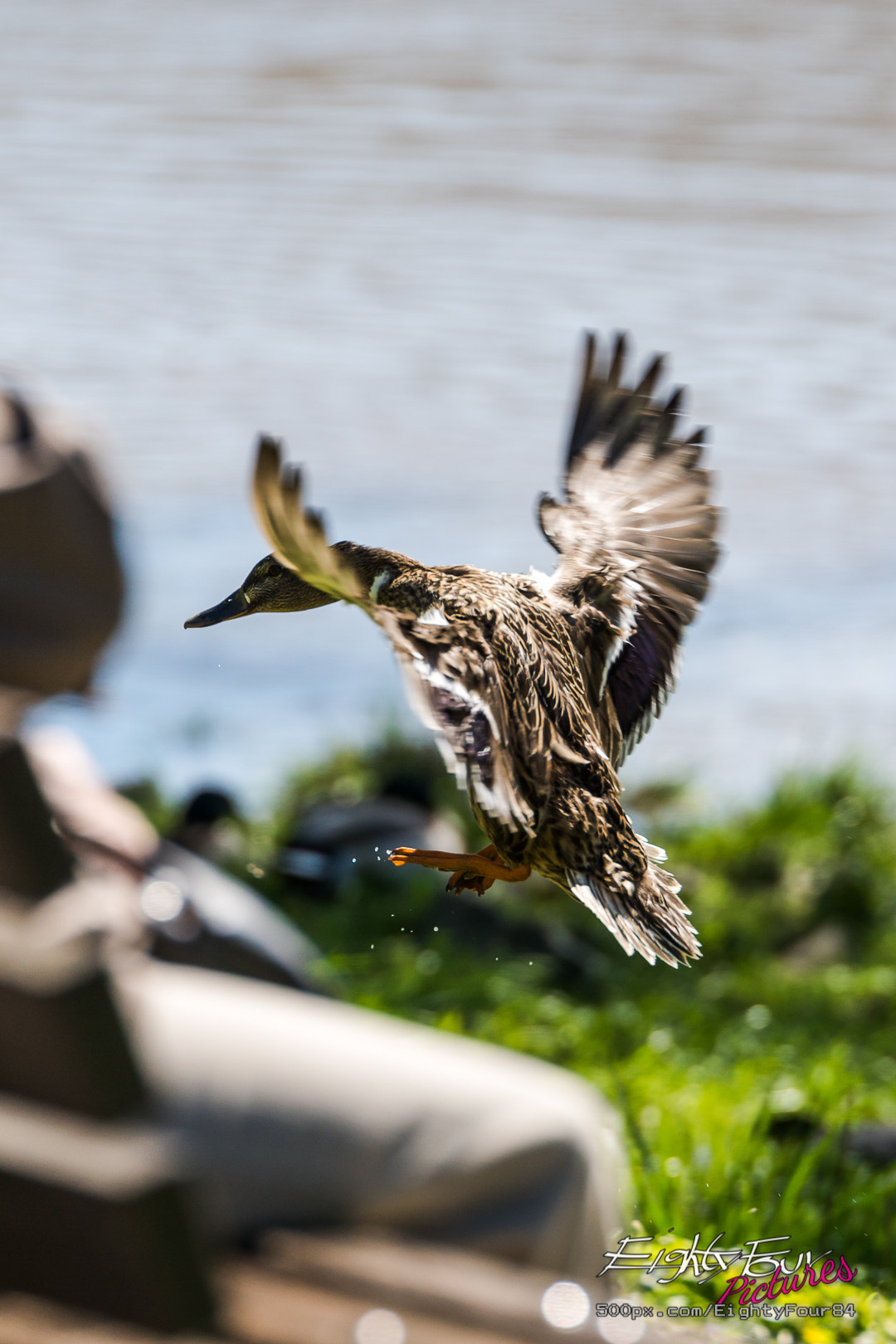 Sony ILCA-77M2 + Tamron SP 70-200mm F2.8 Di VC USD sample photo. Duck landing photography