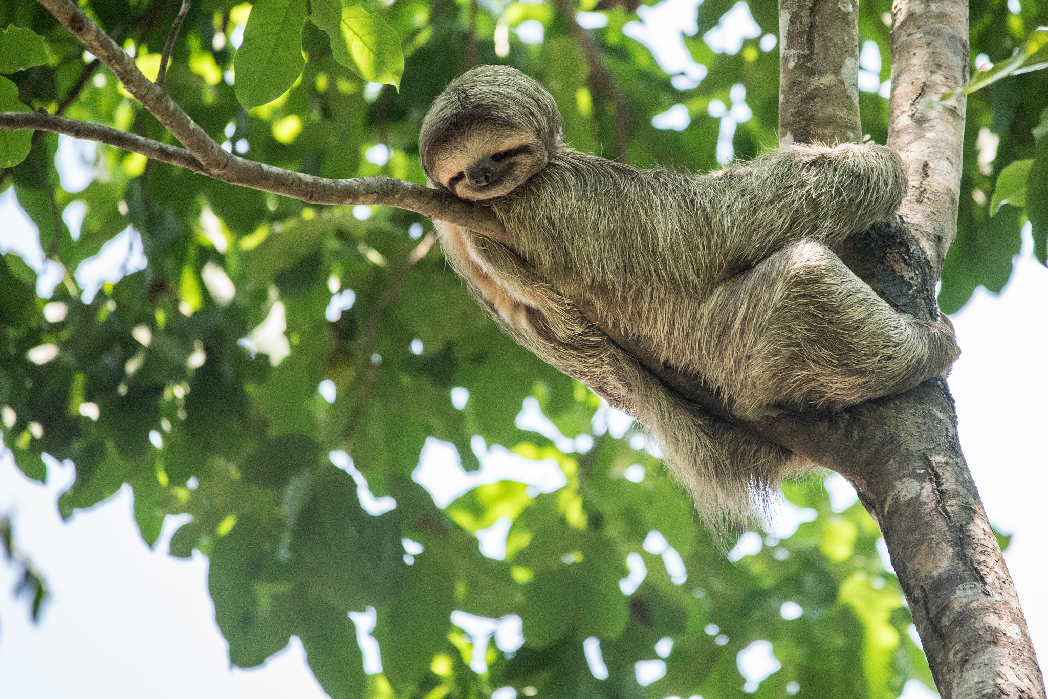 Sigma 150-500mm F5-6.3 DG OS HSM sample photo. Two-toed sloth sleeping photography