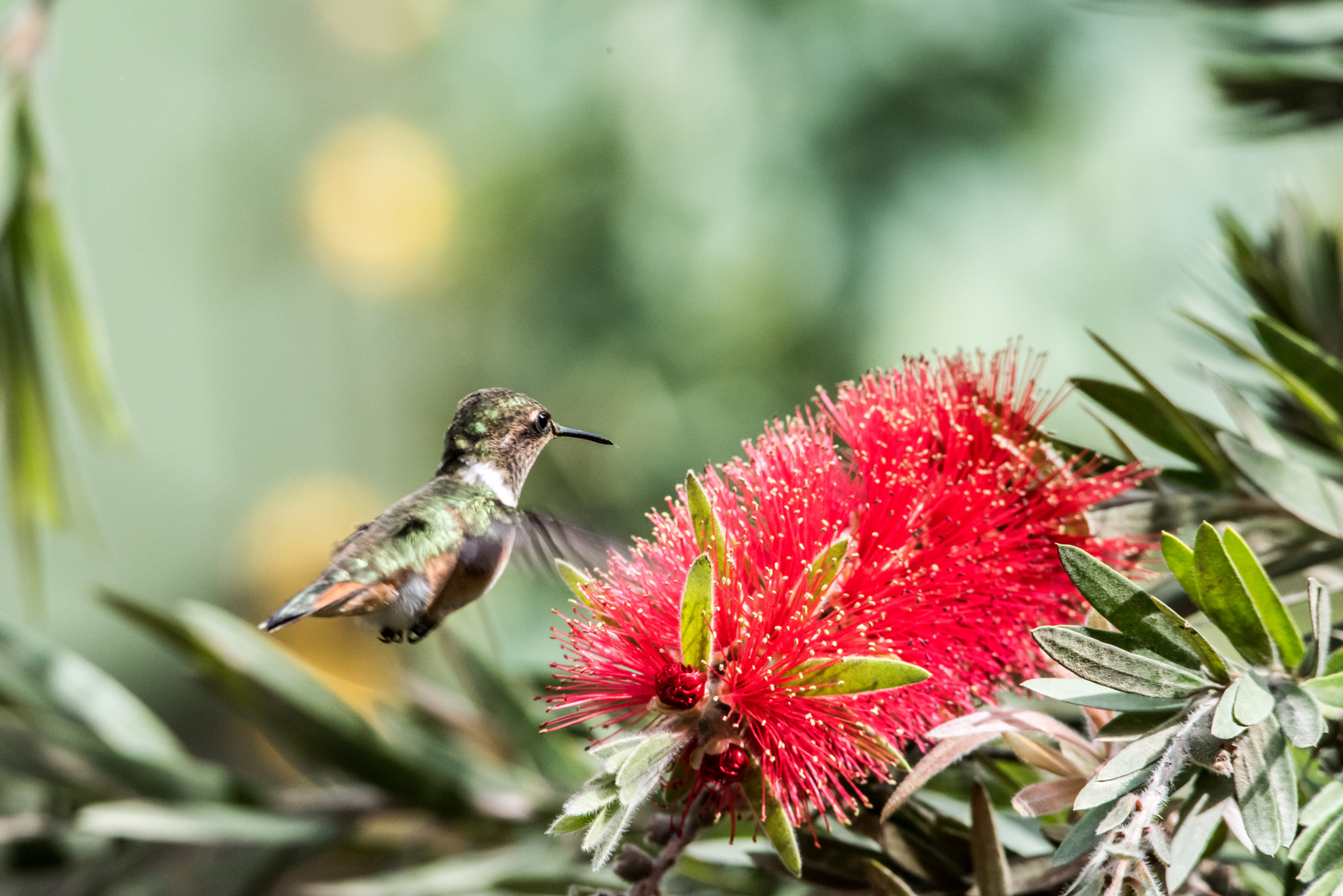 Sigma 150-500mm F5-6.3 DG OS HSM sample photo. Colibri at lunch 1 photography