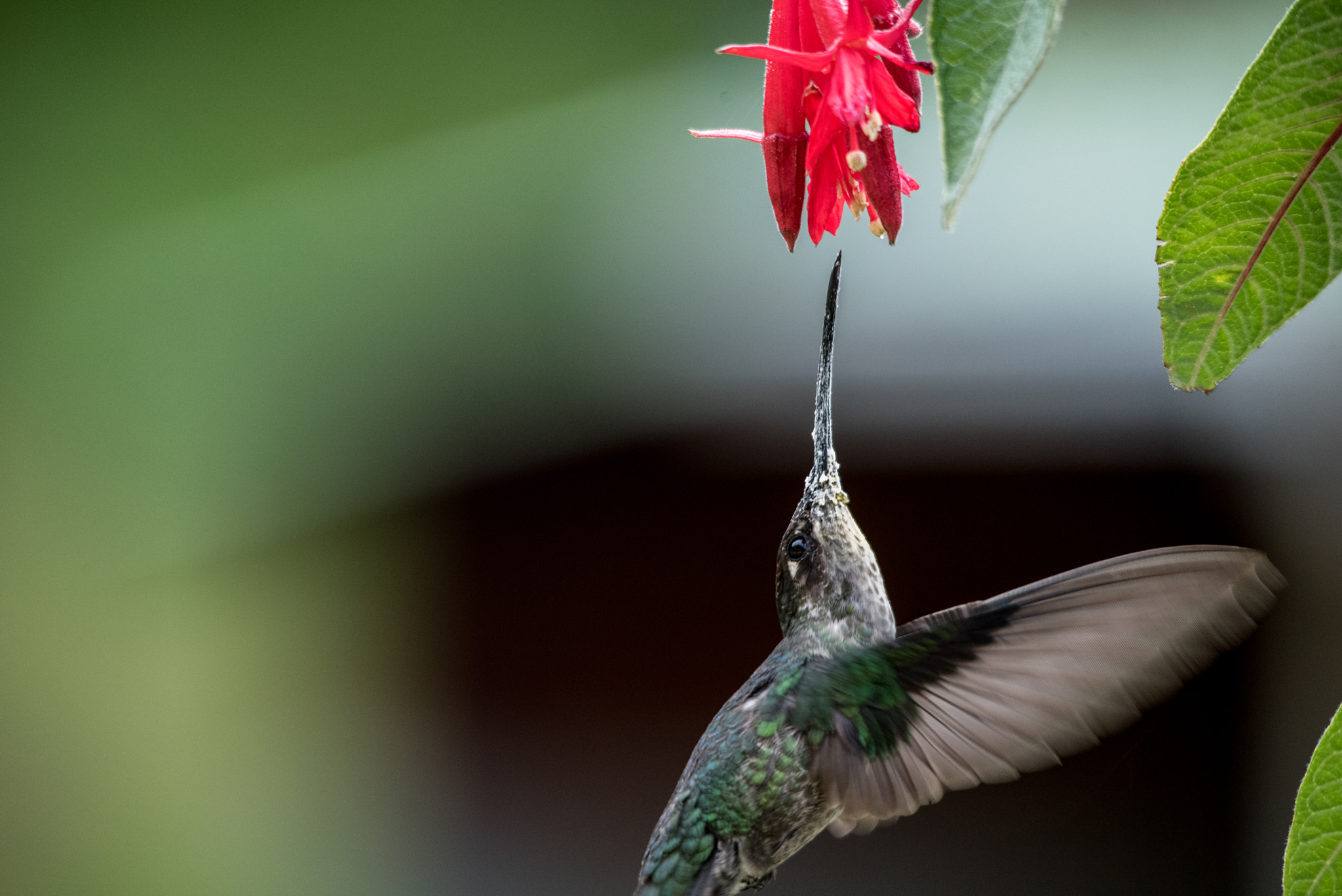Nikon D810 + Sigma 150-500mm F5-6.3 DG OS HSM sample photo. Colibri at lunch 2 photography