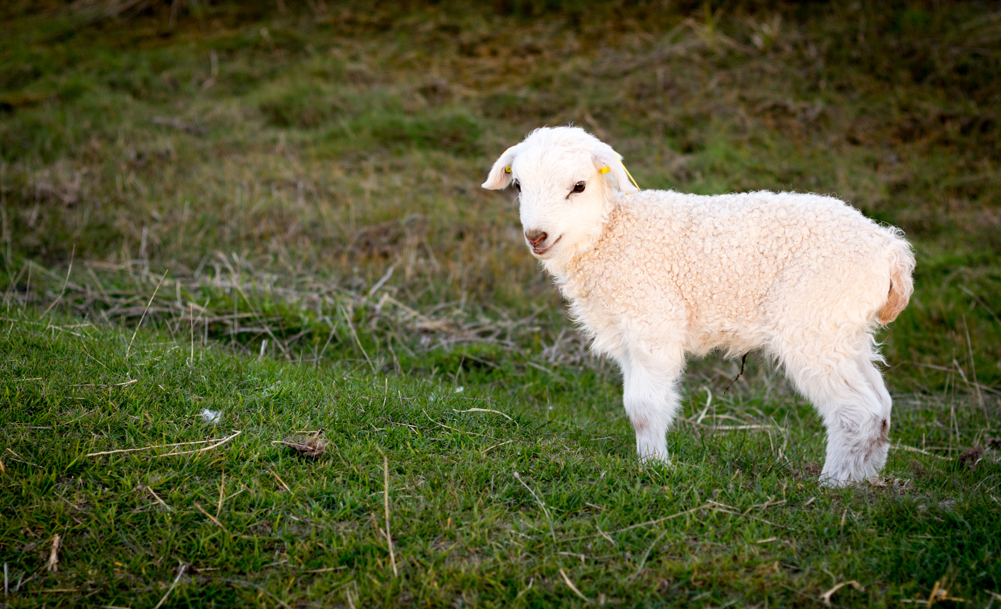 Nikon AF-S Nikkor 24-70mm F2.8E ED VR sample photo. Spring lamb photography