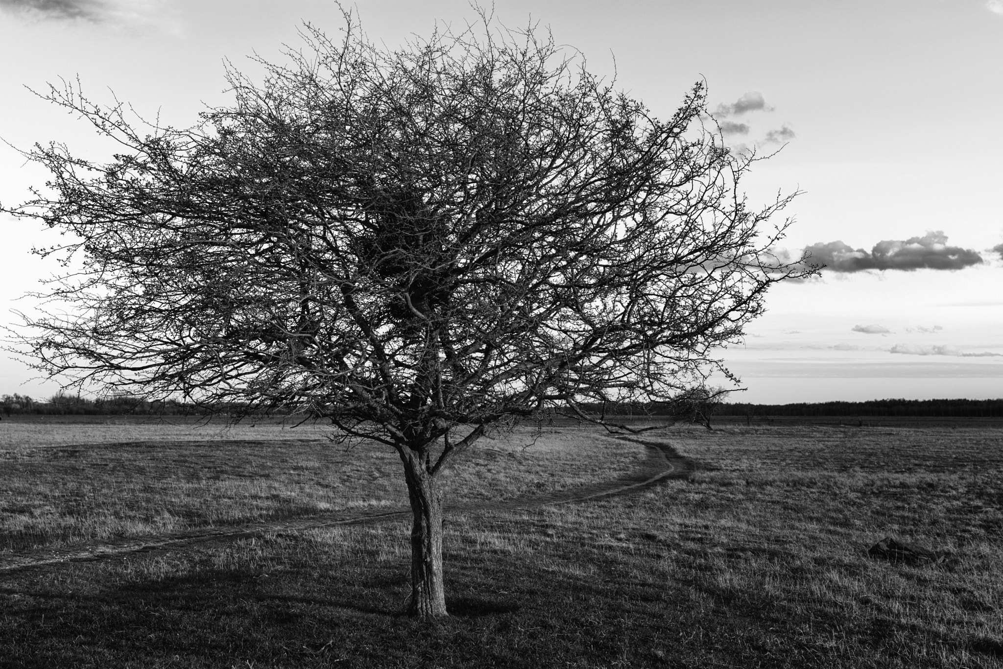 Nikon AF-S Nikkor 24-70mm F2.8E ED VR sample photo. One tree photography