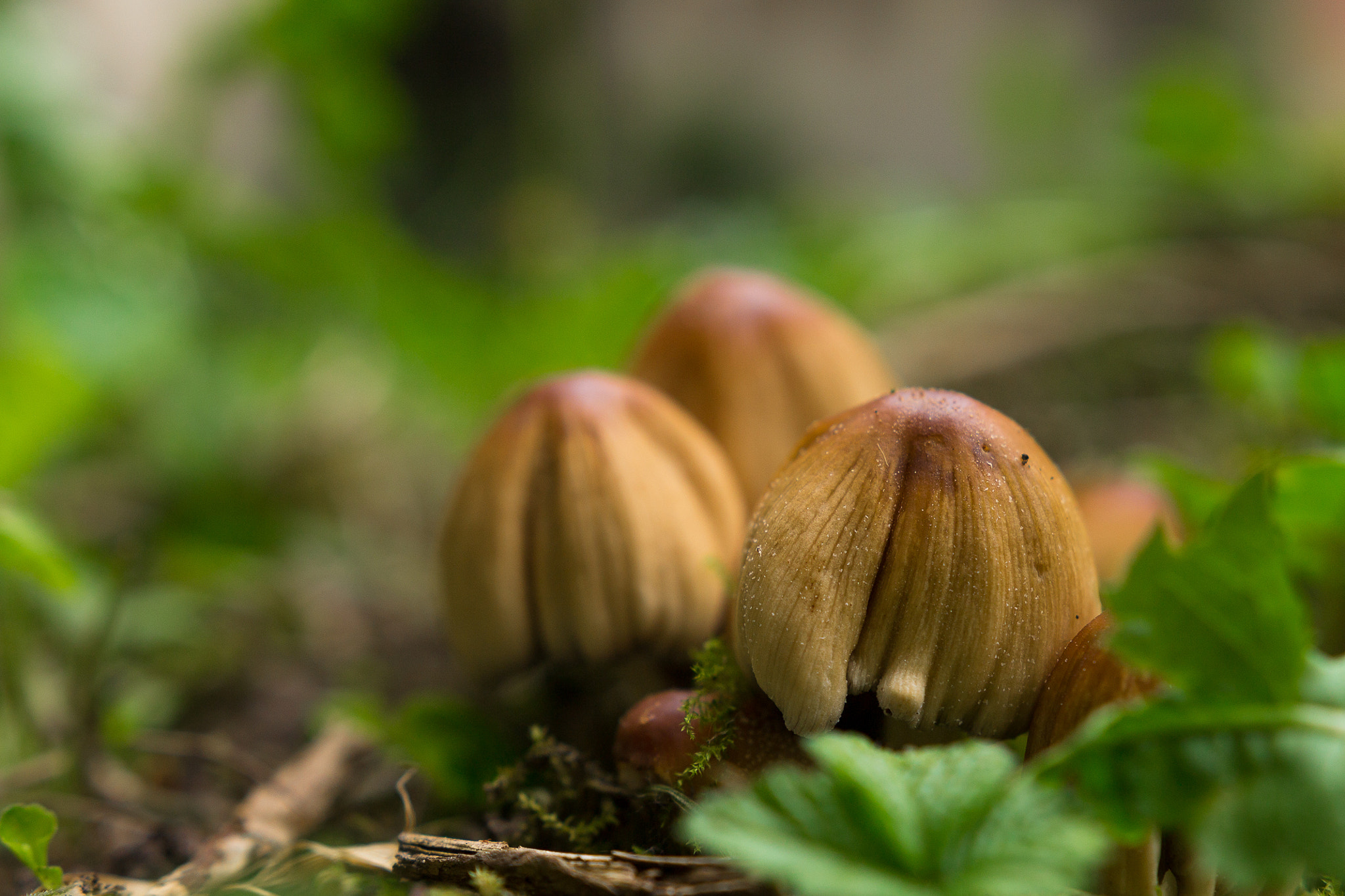 Canon EOS 1100D (EOS Rebel T3 / EOS Kiss X50) + Sigma 18-35mm f/1.8 DC HSM sample photo. Little mushrooms photography