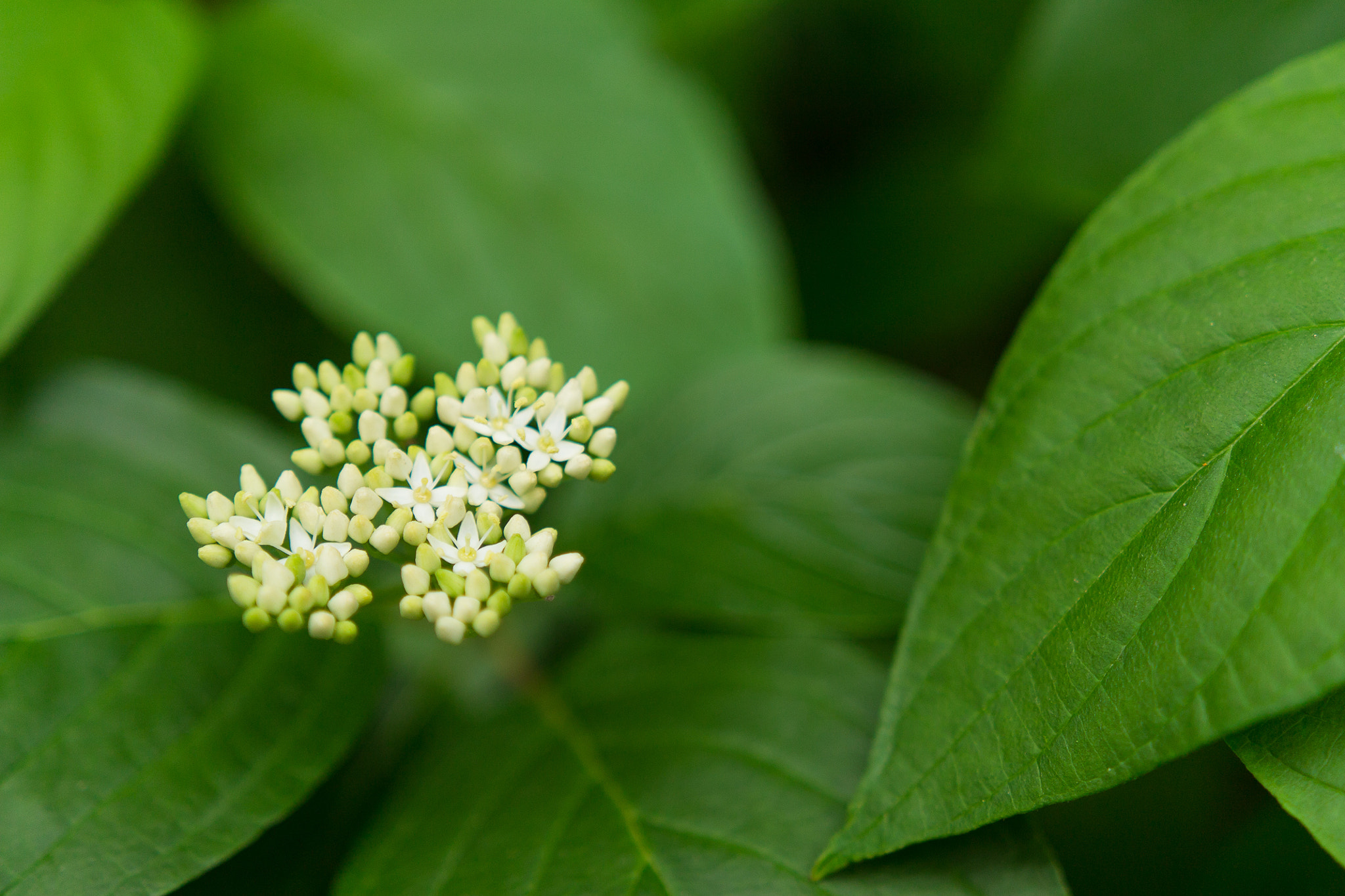 Canon EOS 1100D (EOS Rebel T3 / EOS Kiss X50) + Sigma 18-35mm f/1.8 DC HSM sample photo. Elder flower photography