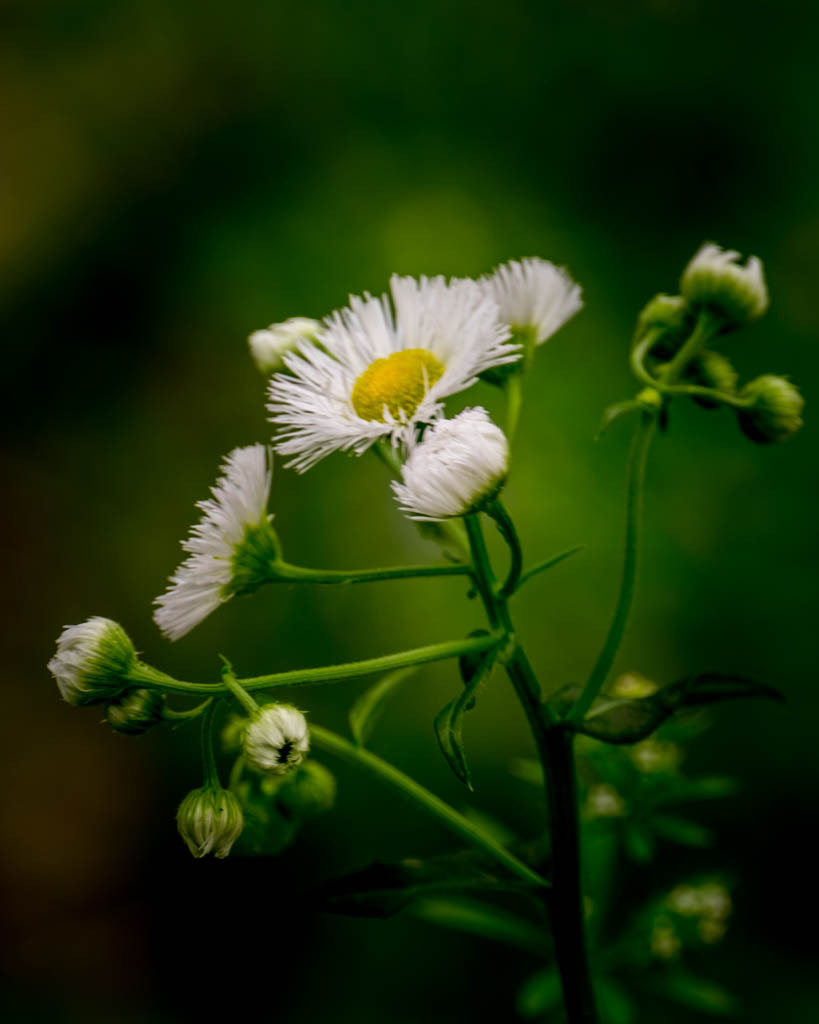 XF100-400mmF4.5-5.6 R LM OIS WR + 1.4x sample photo. Fleabane photography