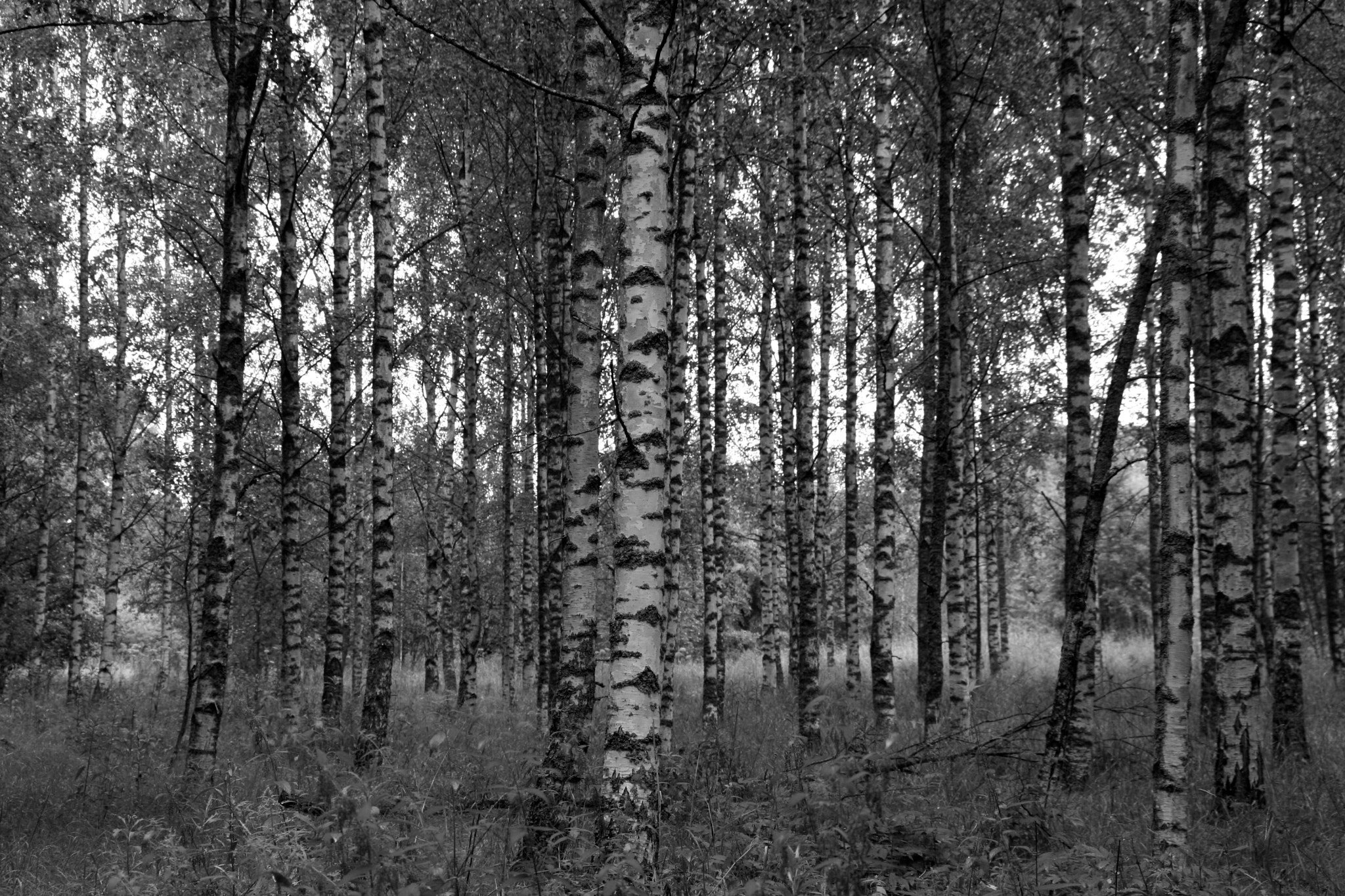 Sigma 18-125mm F3.8-5.6 DC OS HSM sample photo. Forêt finlandaise photography