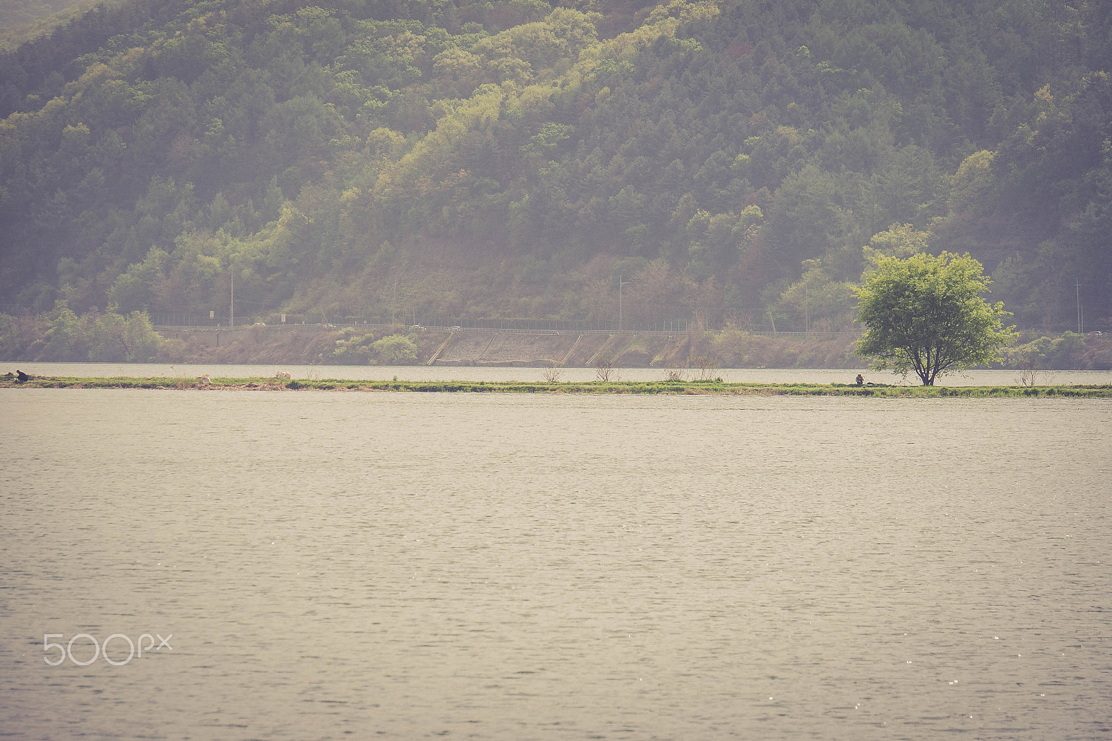 Panasonic Lumix G X Vario 35-100mm F2.8 OIS sample photo. Alone tree photography