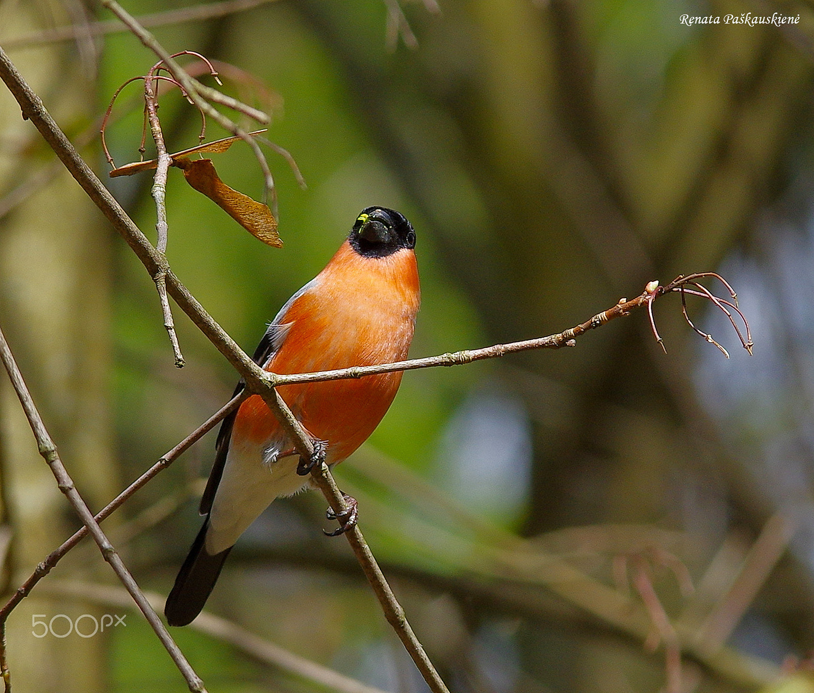 Pentax K-3 sample photo. Bird photography