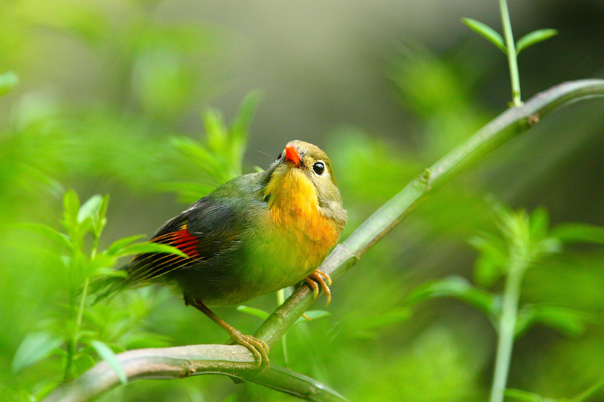 Canon EF 300mm F2.8L IS USM sample photo. Red-billed leiothrix photography