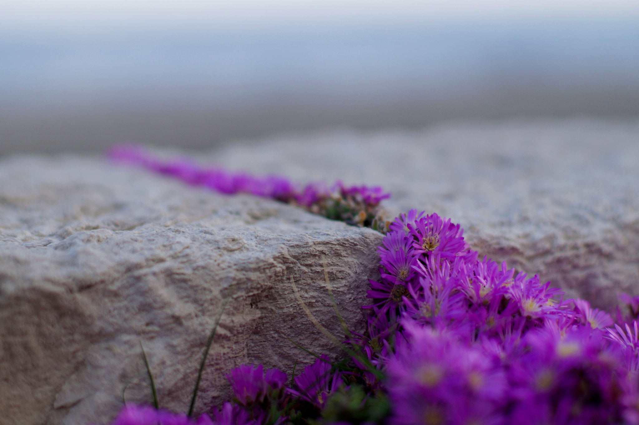 Sony 50mm F1.4 sample photo. Crawling photography