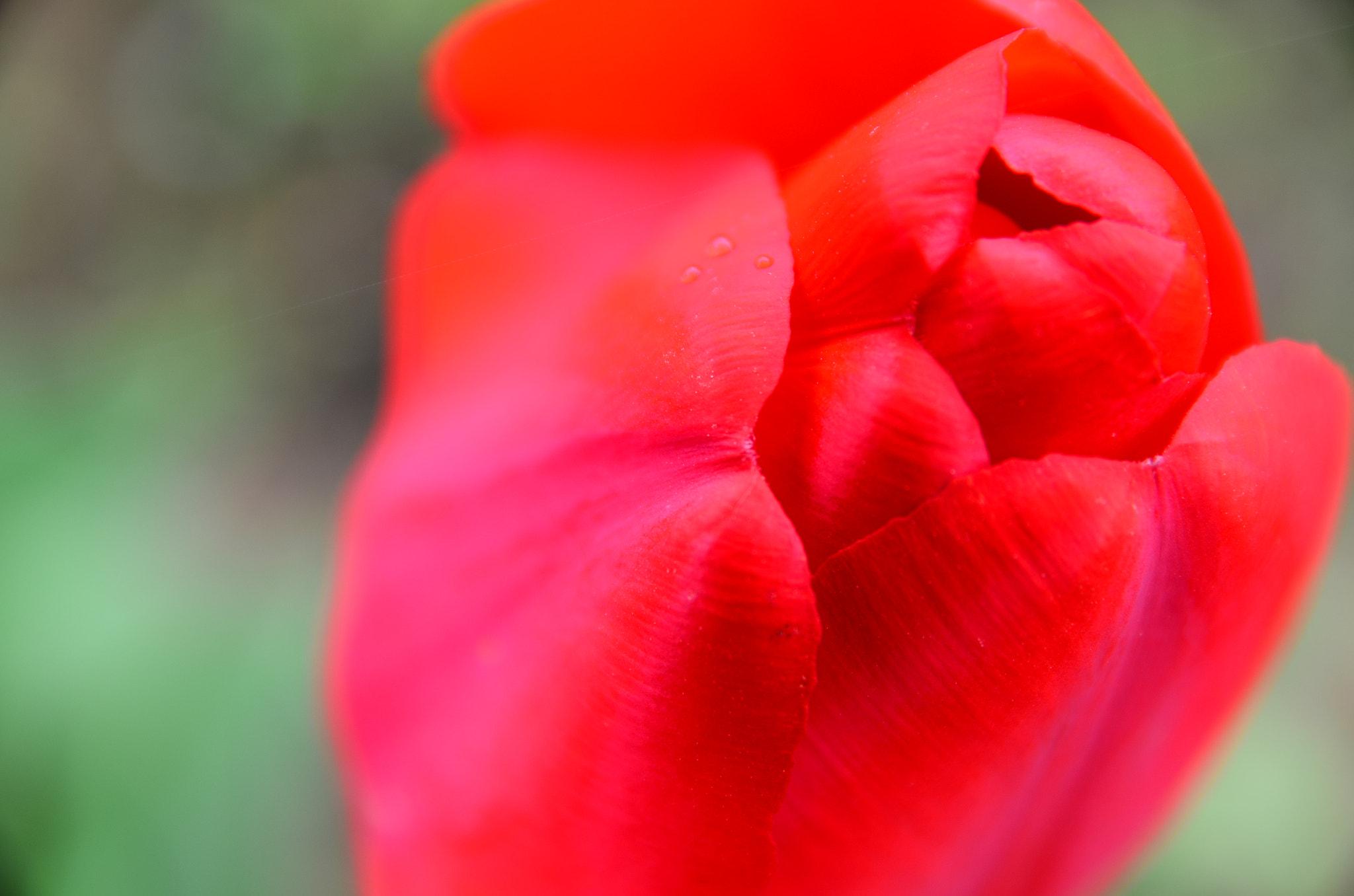 Nikon D5100 + Sigma 17-70mm F2.8-4 DC Macro OS HSM | C sample photo. Pink tulip photography