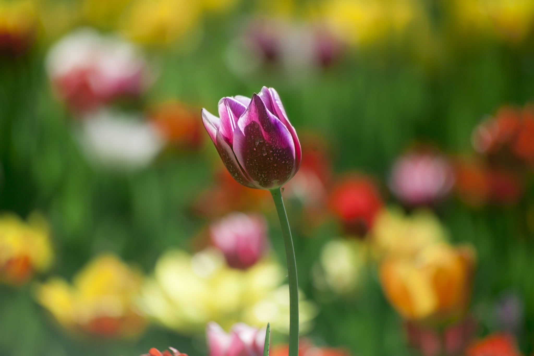 Sigma 70-300mm F4-5.6 APO DG Macro sample photo. Lale photography