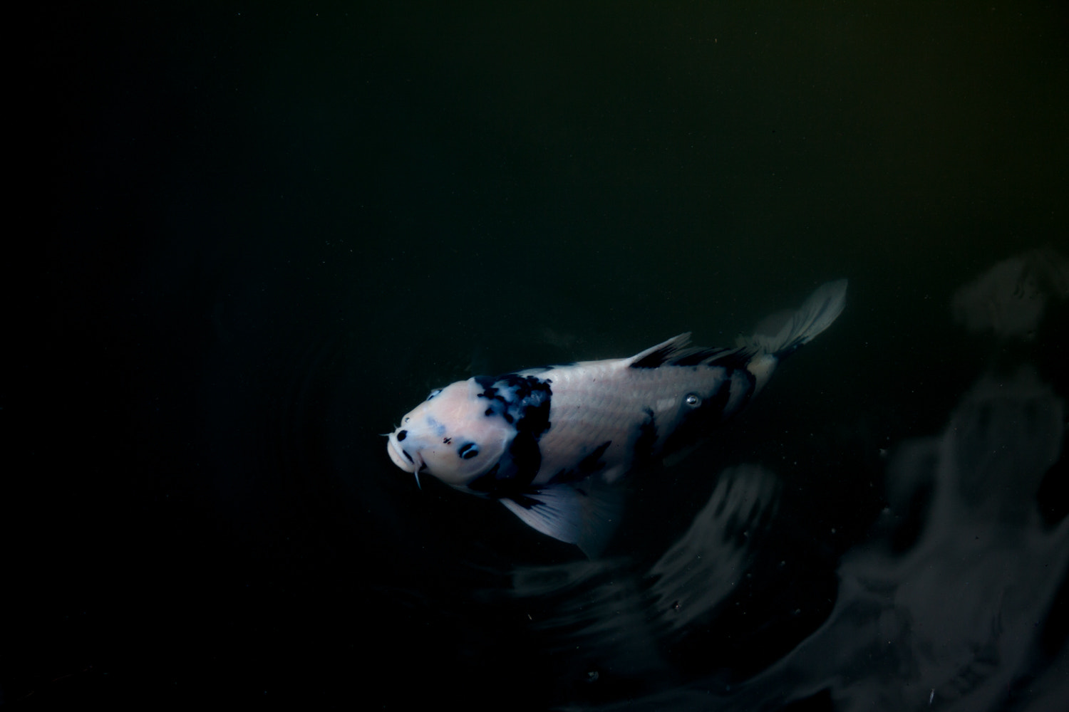 Canon EF-S 18-55mm F3.5-5.6 sample photo. Porcelaine photography
