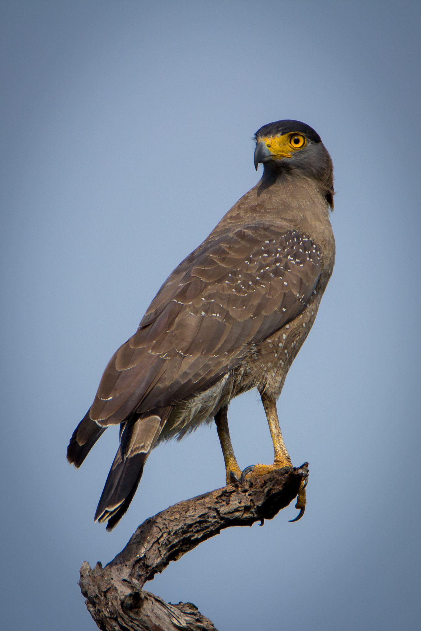 Tamron SP 150-600mm F5-6.3 Di VC USD sample photo. Serpent eagle photography