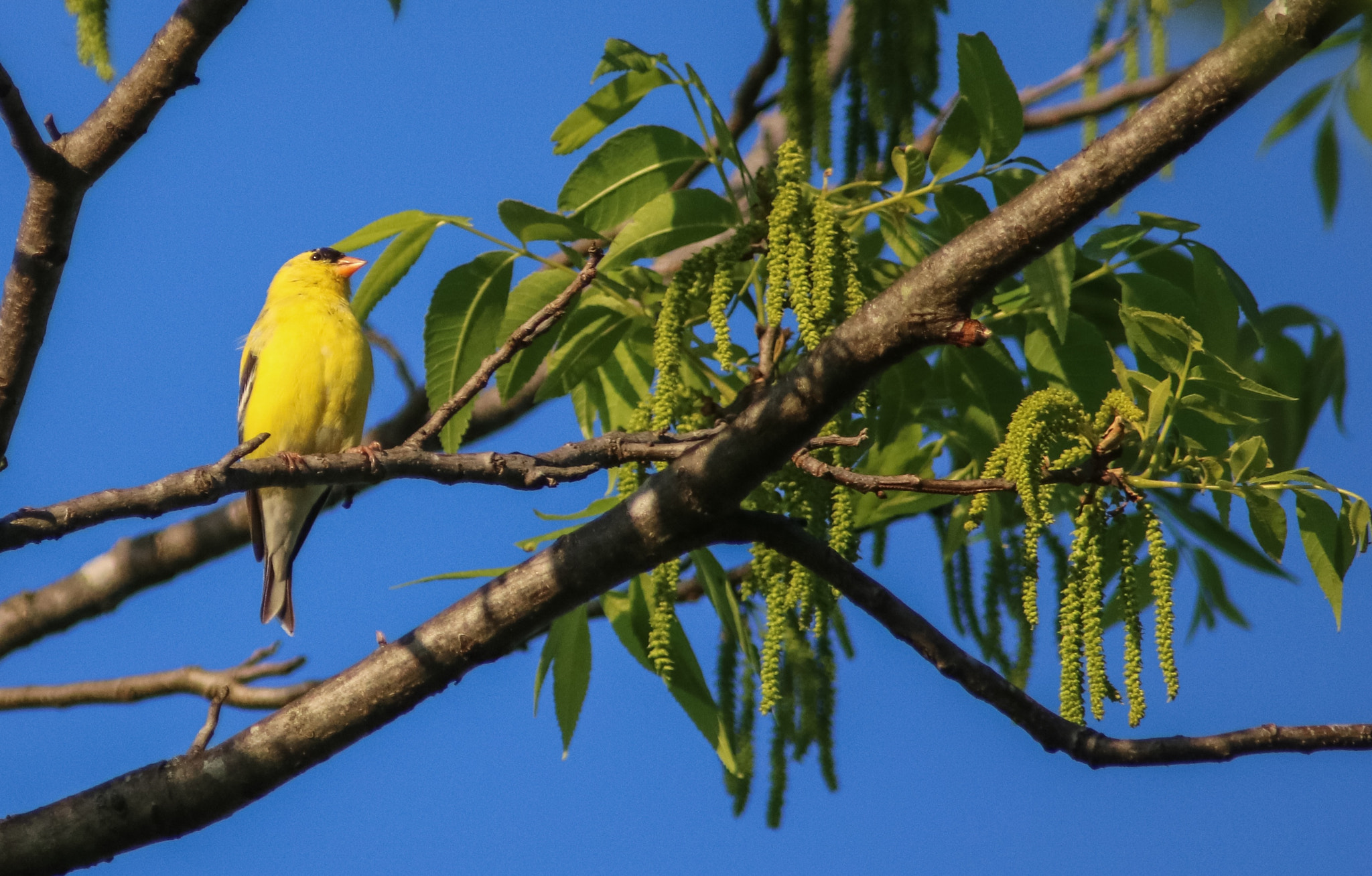 Canon 200-500mm sample photo. Enjoying nature in our backyard. photography
