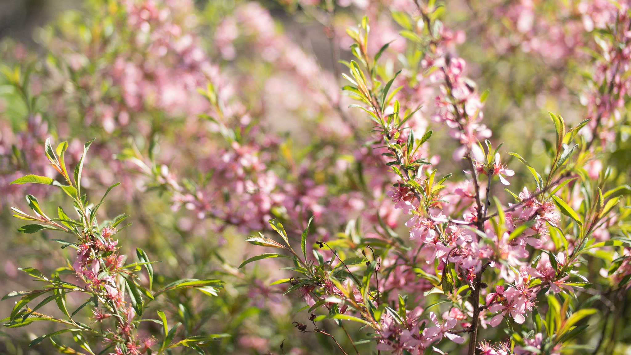 Samsung NX 45mm F1.8 sample photo. Spring pink photography