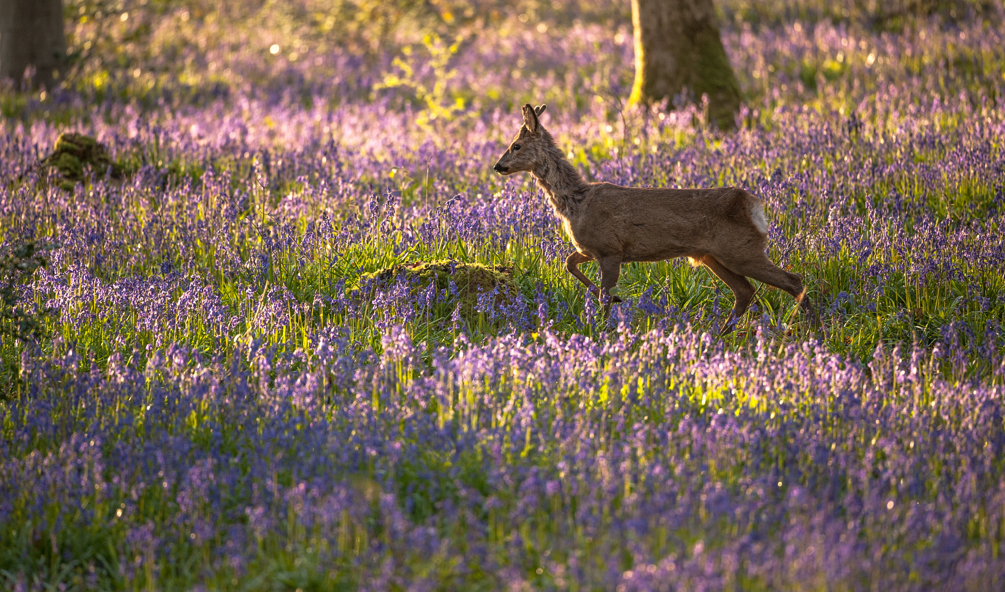 Nikon Nikkor AF-S 300mm F4E PF ED VR sample photo. Deer in the woods photography