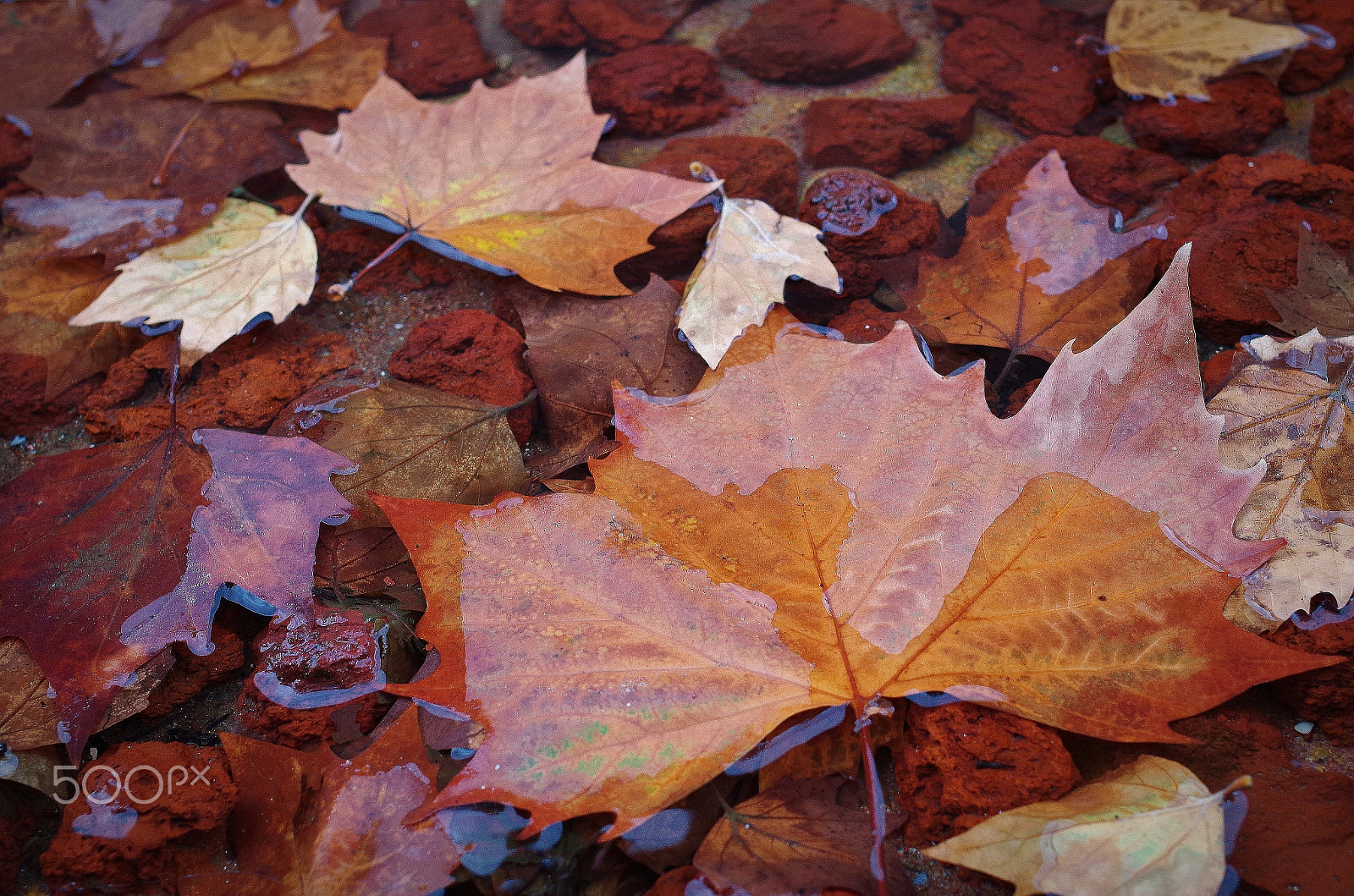 Pentax K-01 sample photo. Autumn abstract photography