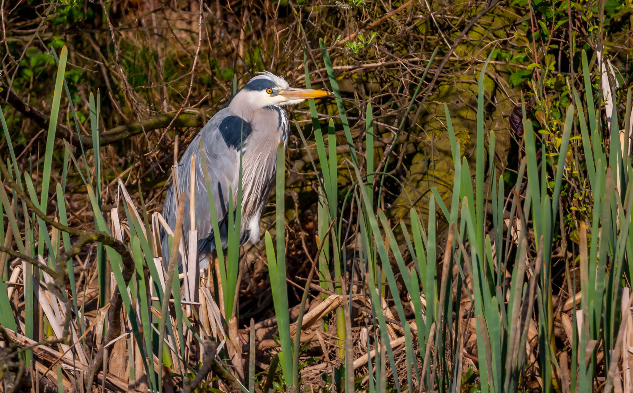 Canon EOS-1D Mark III sample photo. Heron photography