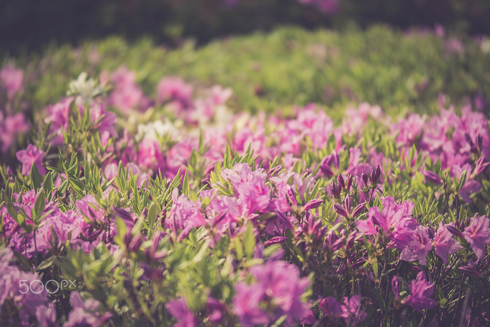 Panasonic Lumix G X Vario 35-100mm F2.8 OIS sample photo. Flowers photography