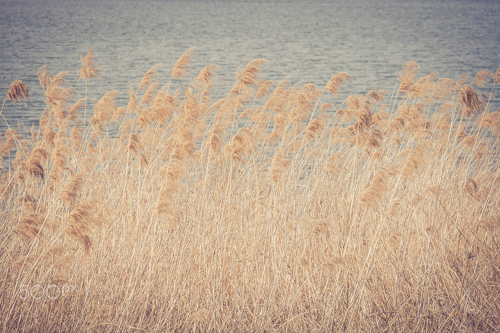 Panasonic Lumix G X Vario 35-100mm F2.8 OIS sample photo. Reeds photography