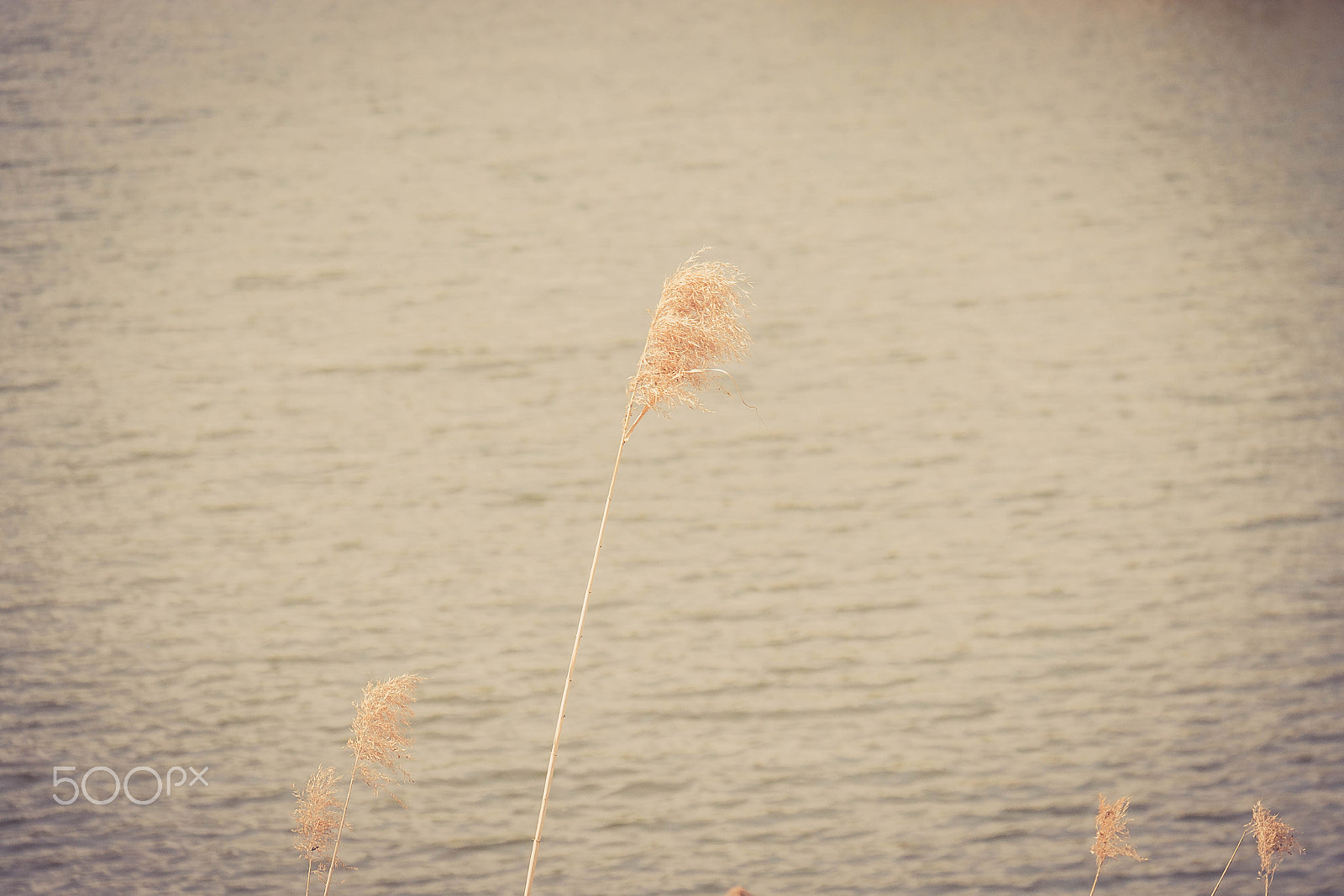 Panasonic Lumix G X Vario 35-100mm F2.8 OIS sample photo. The  reed photography