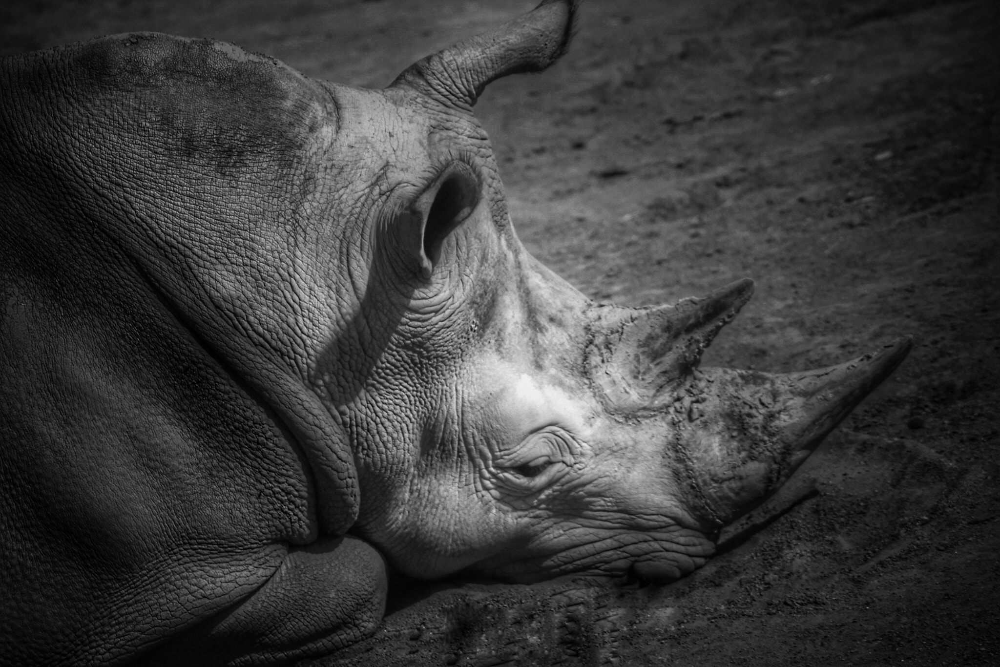 Canon EOS 60D + Canon 70-300mm sample photo. - let me sleep- photography