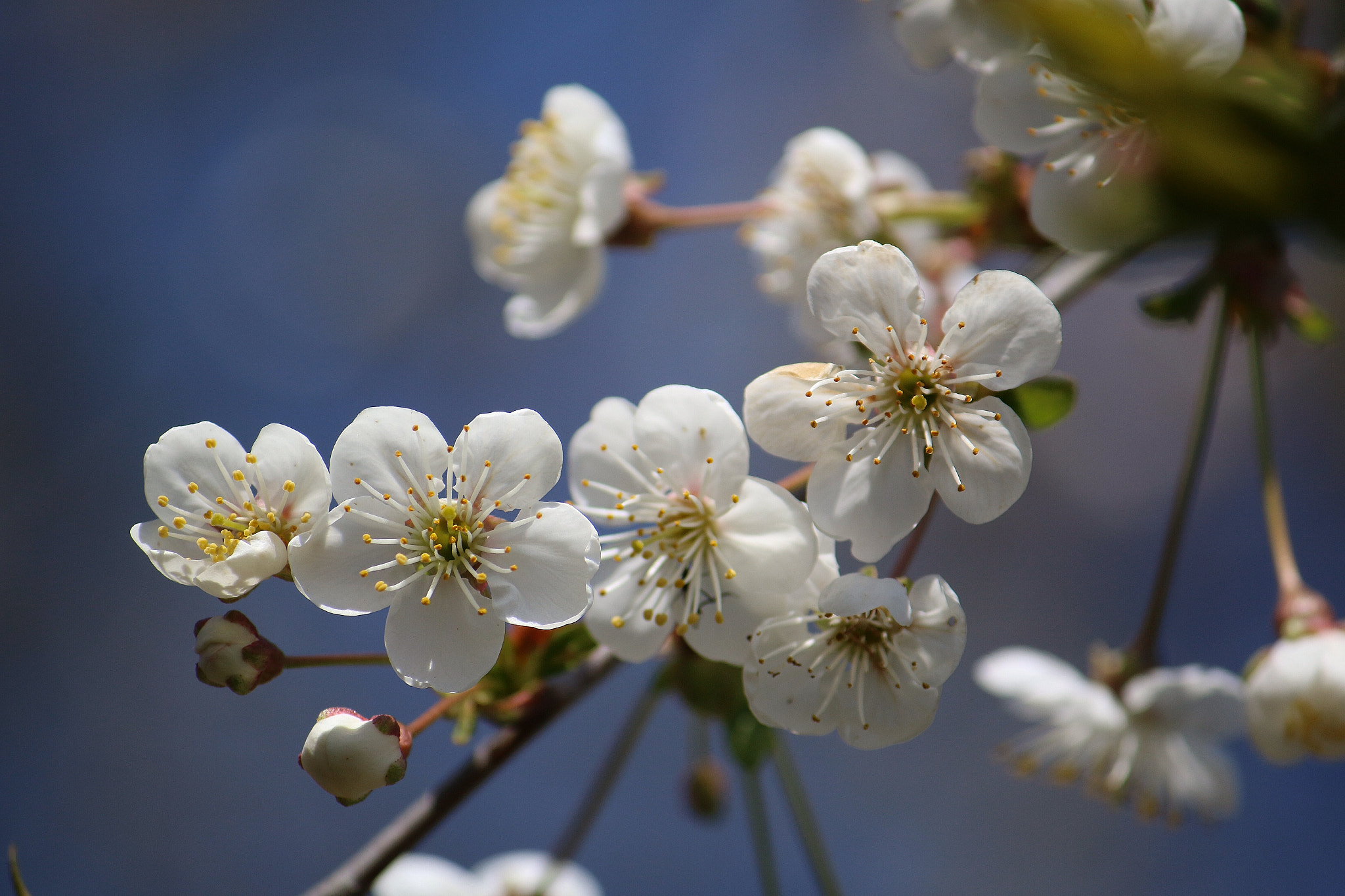 Canon EF-S 55-250mm F4-5.6 IS sample photo. Amazing nature photography