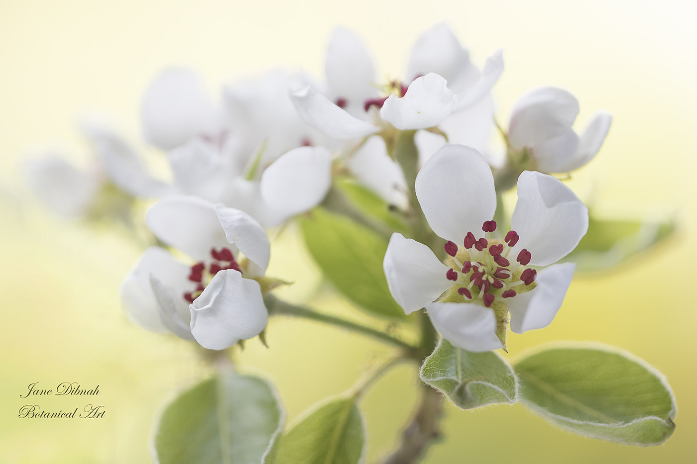 Canon EF 180mm F3.5L Macro USM sample photo. Pear blossom photography