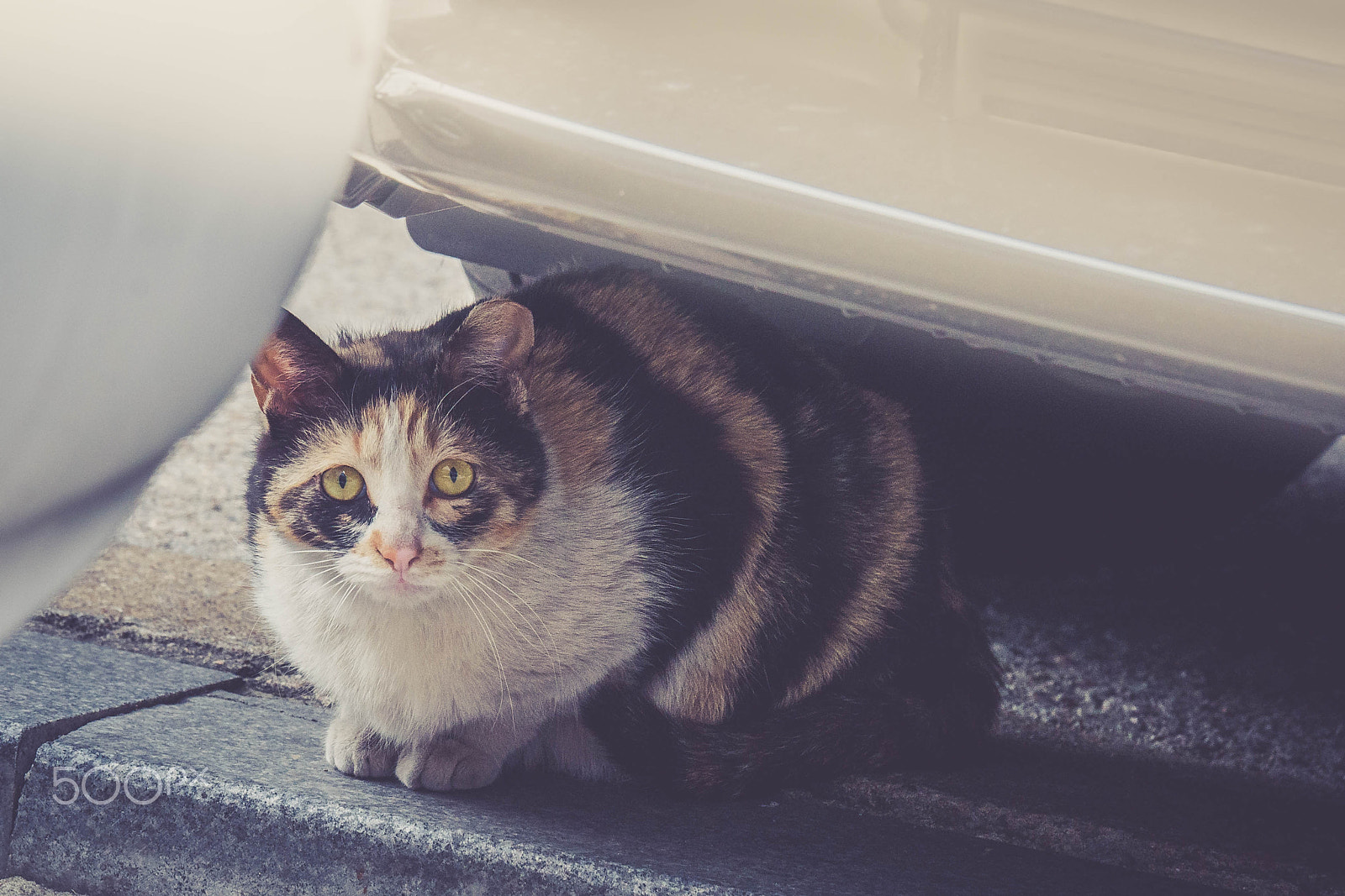 Panasonic Lumix G X Vario 35-100mm F2.8 OIS sample photo. Frightened cat photography