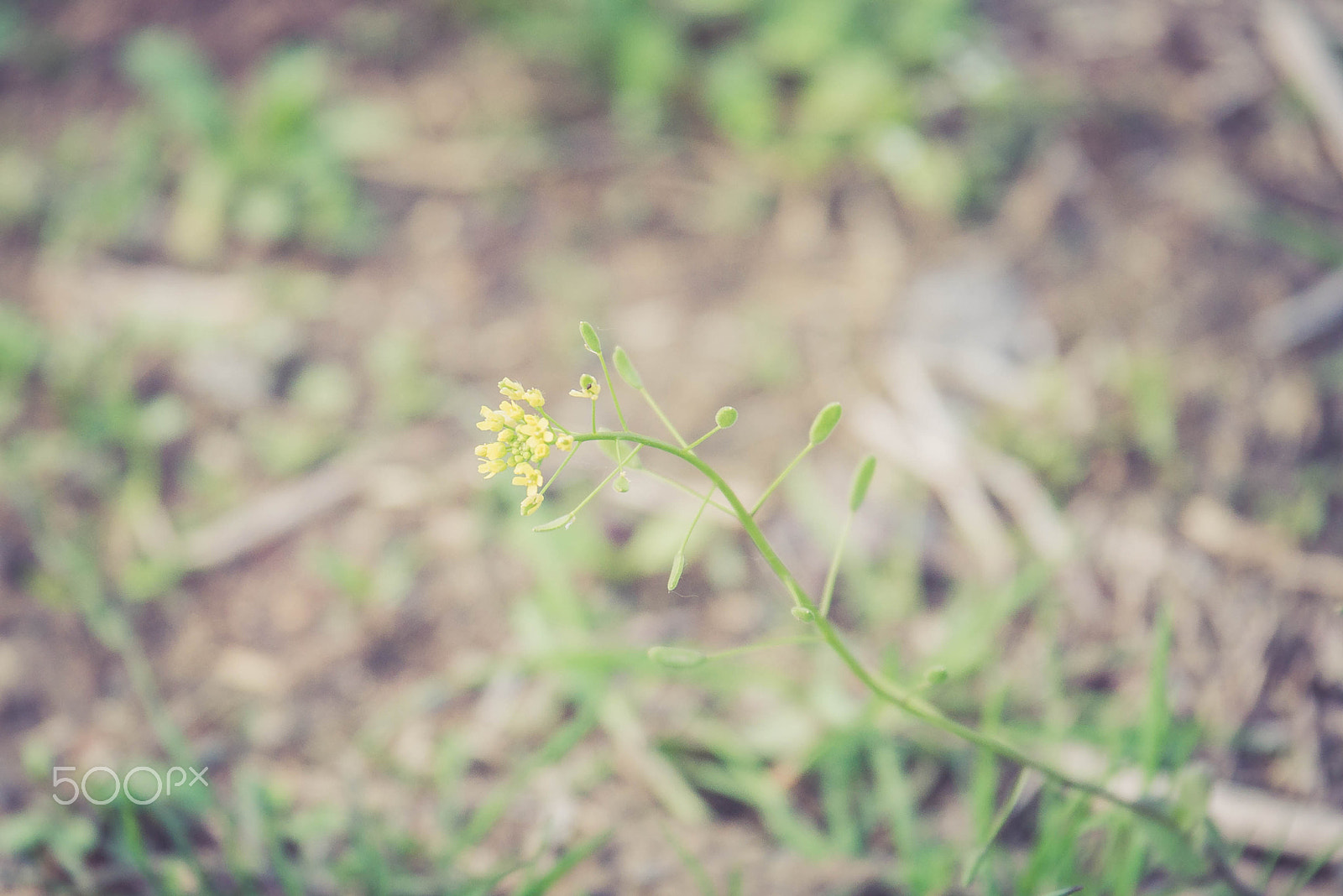 Panasonic Lumix G X Vario 35-100mm F2.8 OIS sample photo. Yellow flower photography