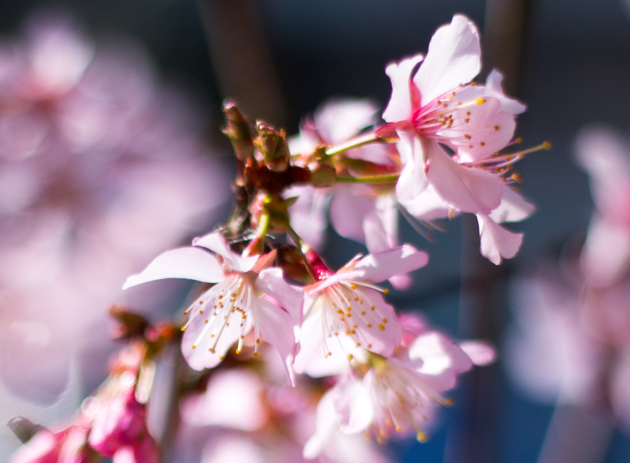 Canon EOS 70D + Canon EF 50mm f/1.8 sample photo. Bloesem photography