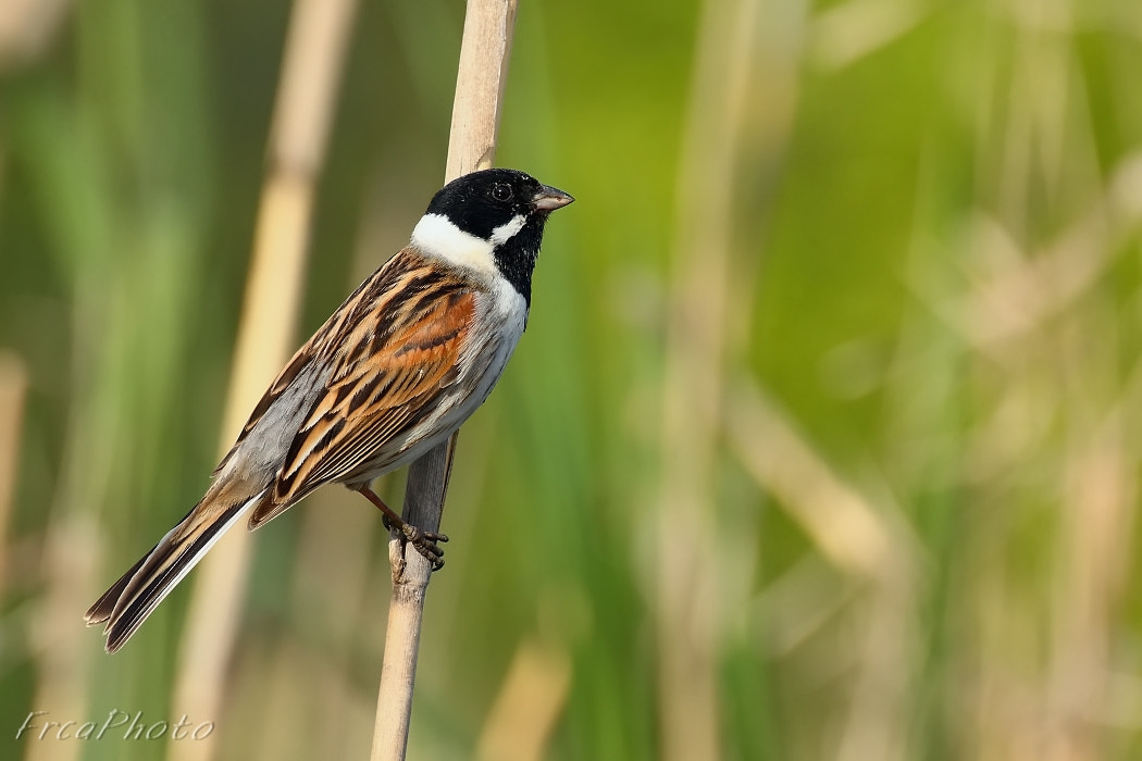 Canon EOS 450D (EOS Rebel XSi / EOS Kiss X2) sample photo. Emberiza schoeniclus, strnad rákosní photography