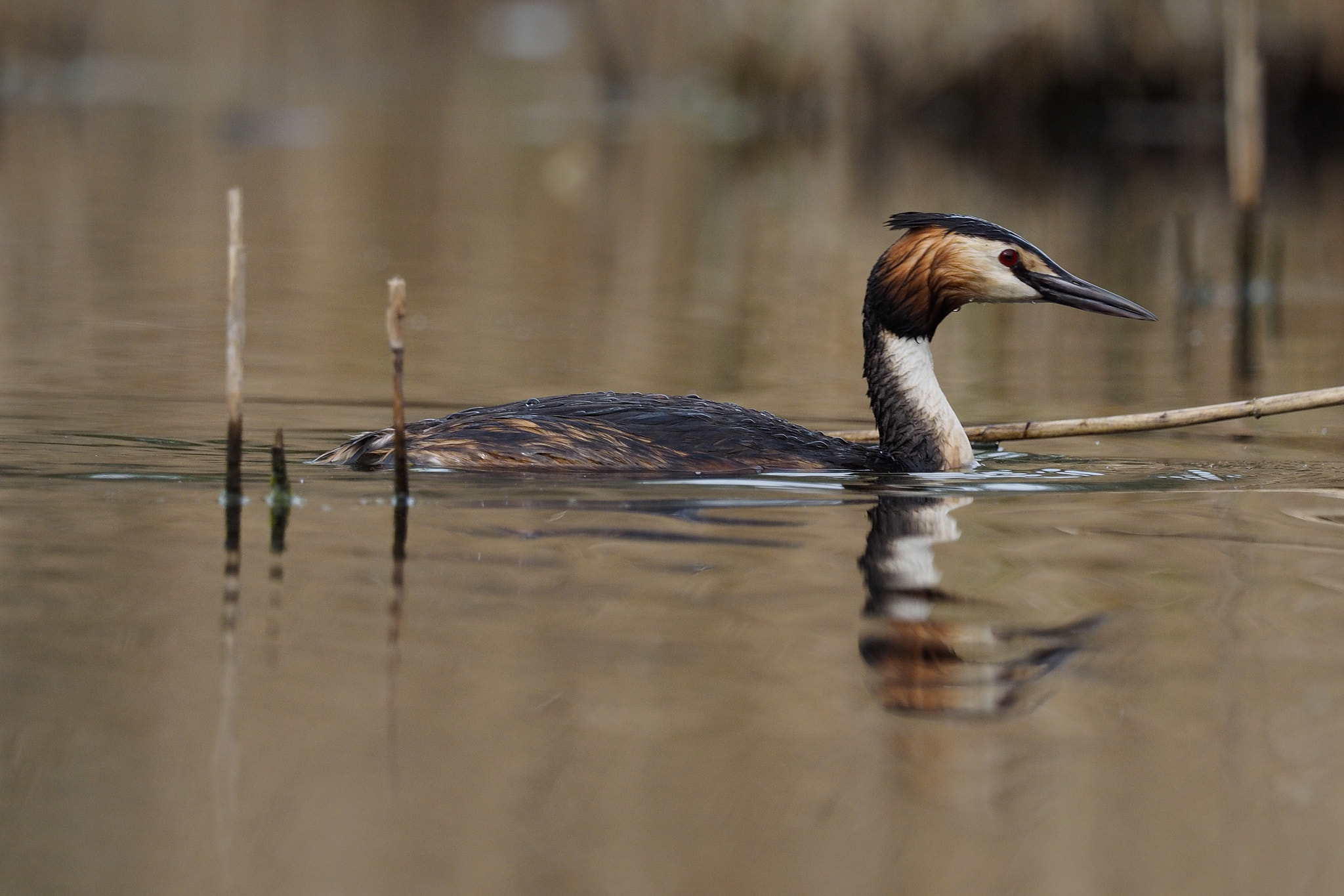 M.300mm F4.0 + MC-14 sample photo