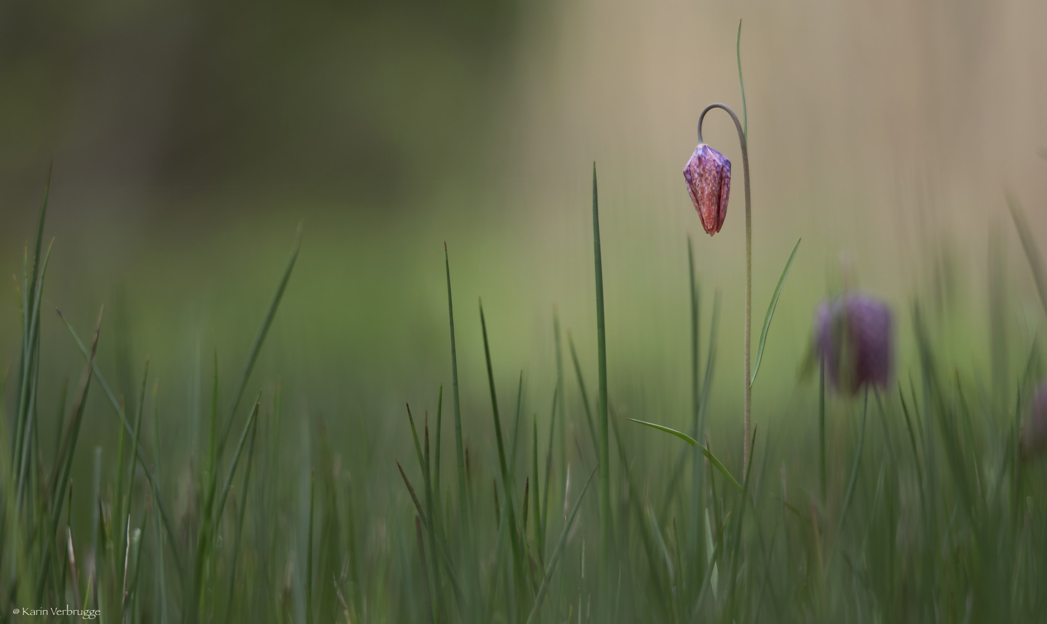 Sigma 120-400mm F4.5-5.6 DG OS HSM sample photo. Simple beauty photography